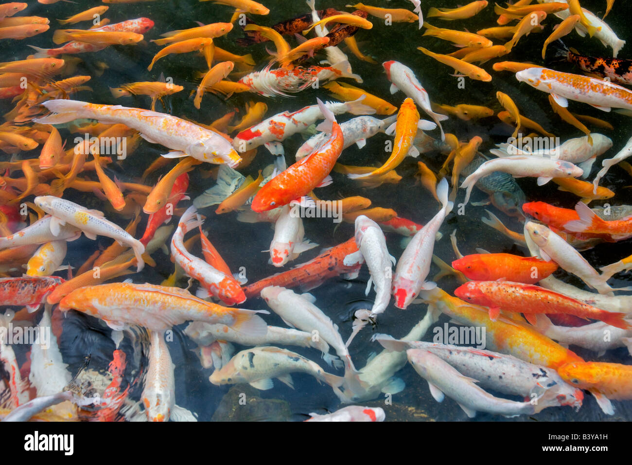 Koi en el estanque de jardín hotel Hyatt en Kauai Hawaii Foto de stock