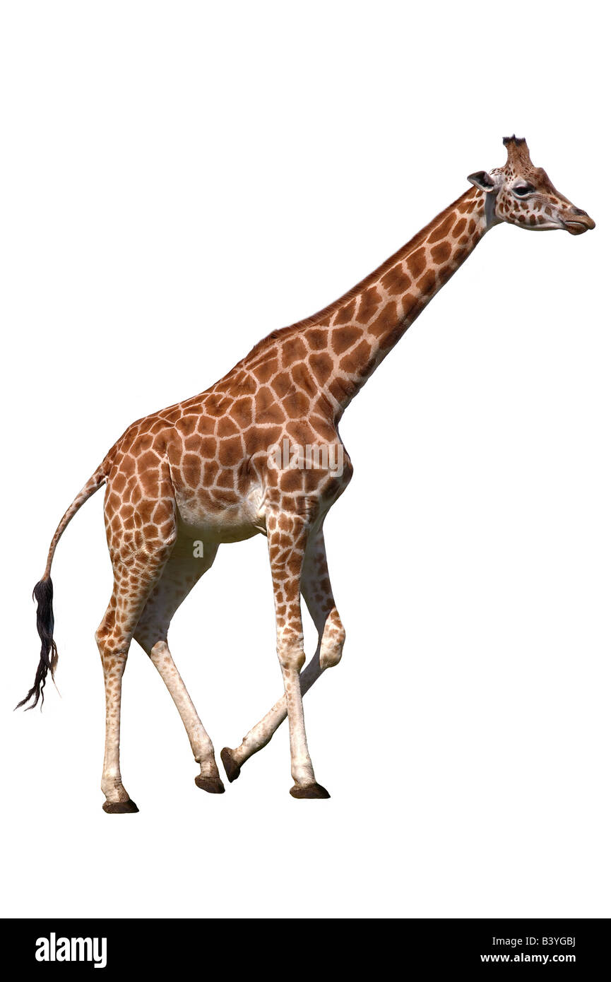 Giraffe aislado sobre un fondo blanco. Foto de stock