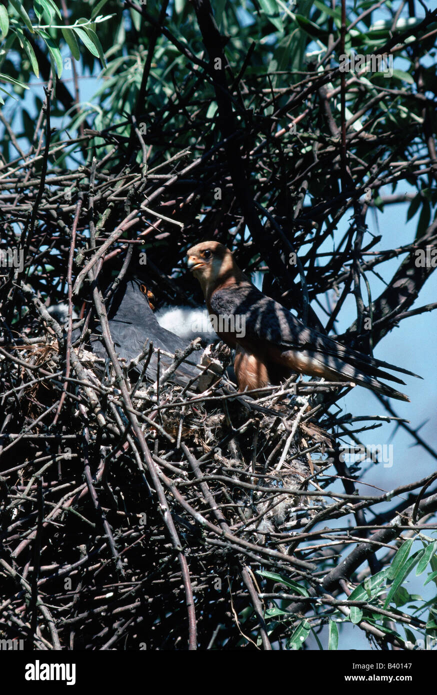 En nido de pájaro con pichones fotografías e imágenes de alta resolución -  Alamy