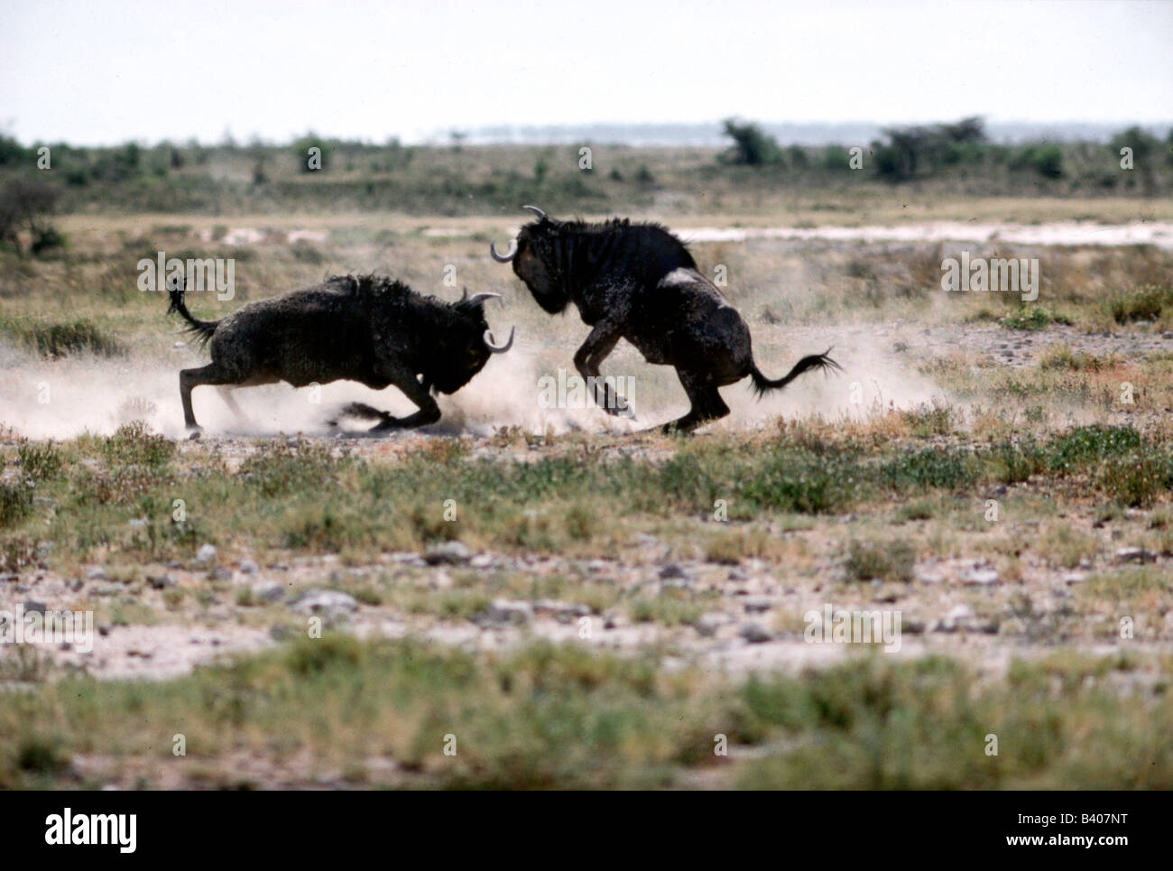 Zoología / animales, mamíferos / mamíferos, el ñu azul (Connochaetes