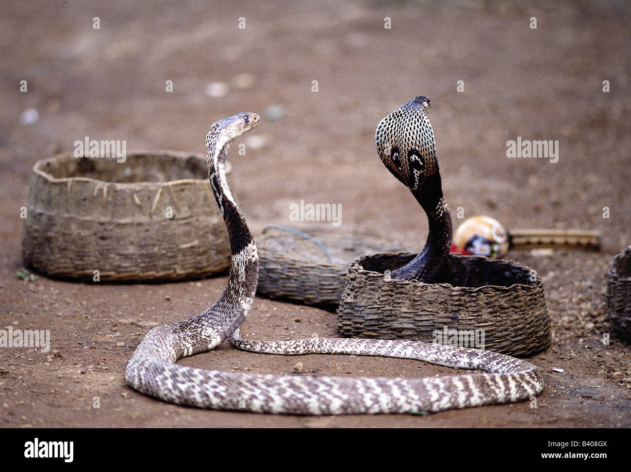 Zoología / animales, reptiles, serpientes, Indio cobra (Naja naja), dos serpientes convolved, uno en la cesta, la distribución: Asia Central Foto de stock