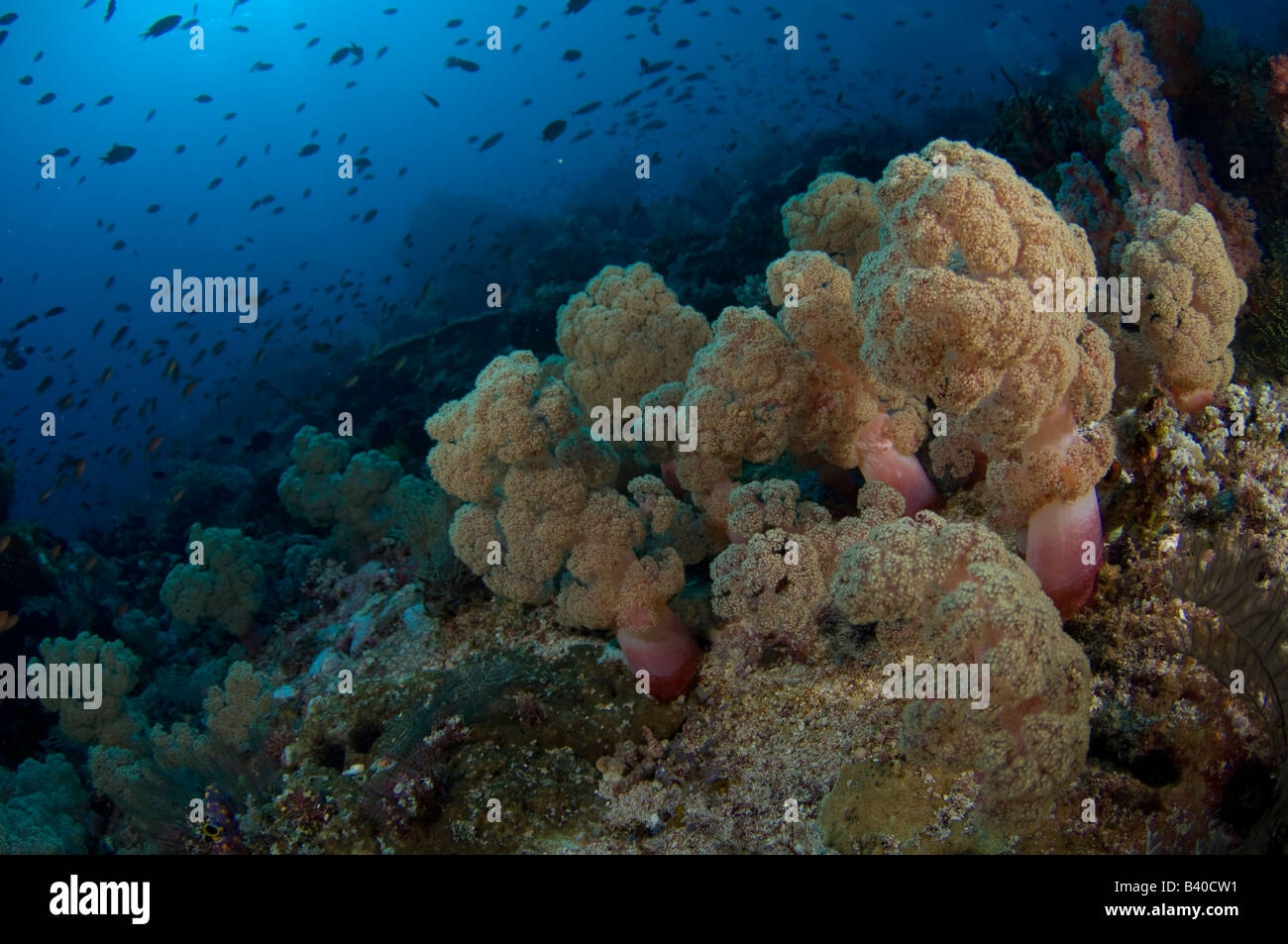 Arrecifes de coral en el Parque Nacional de Komodo en Komodo en Indonesia Foto de stock