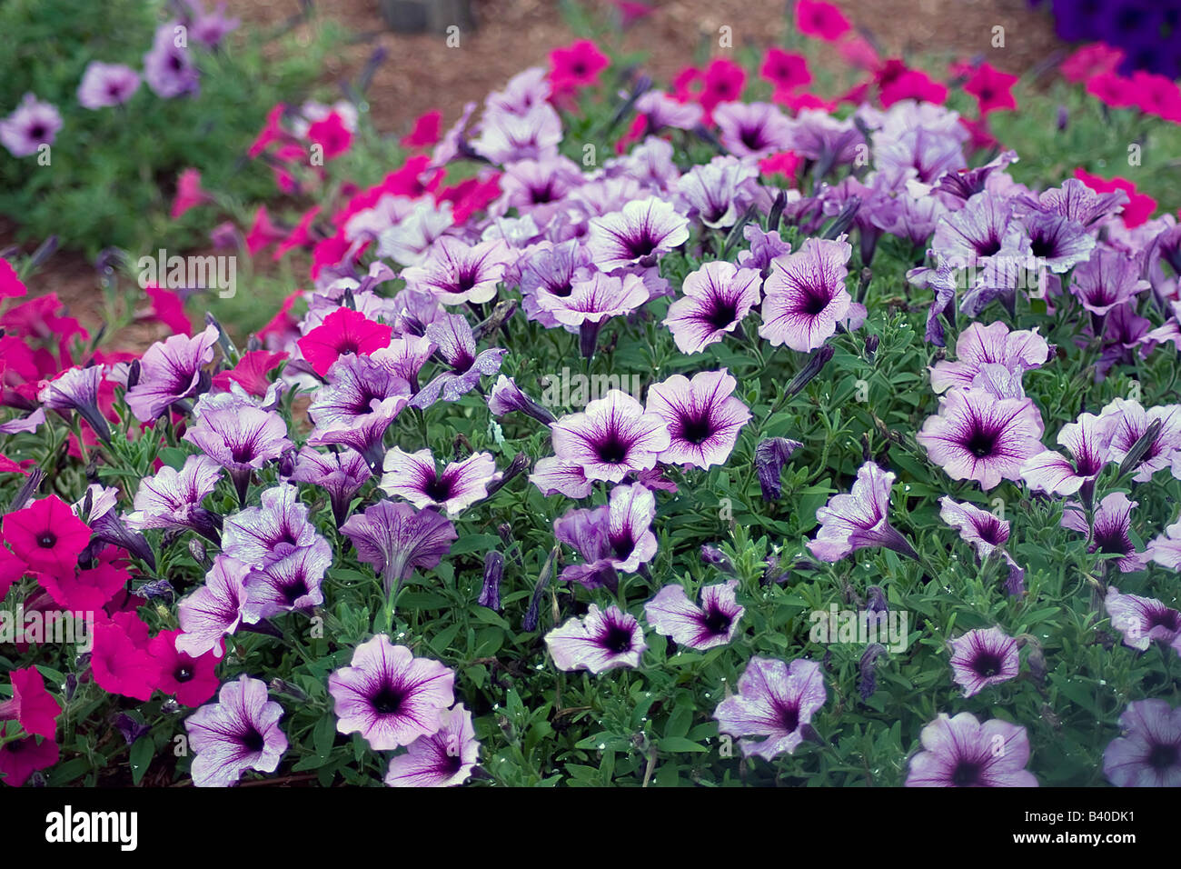 Un exuberante parche de petunias en rosa y púrpura Foto de stock