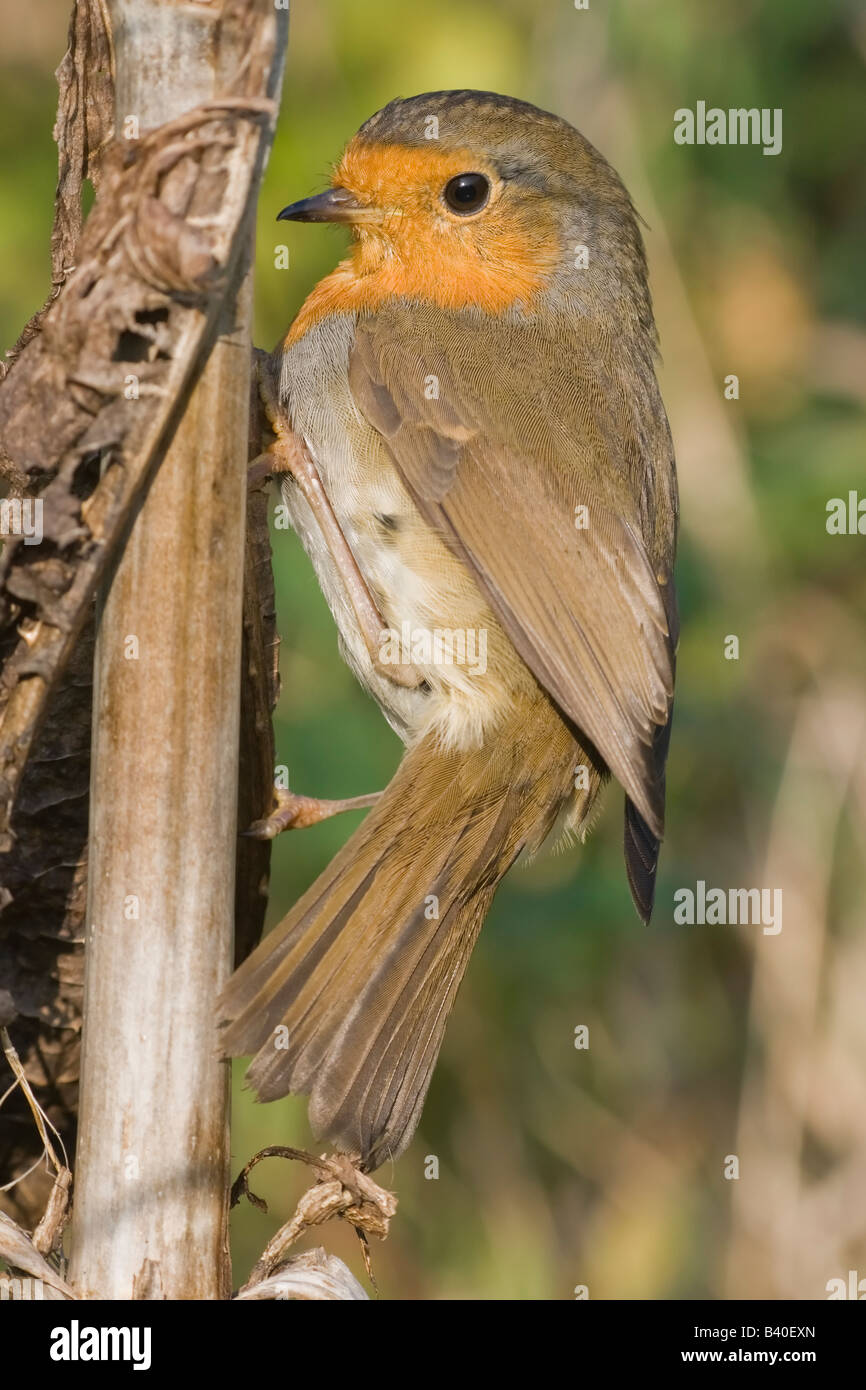 Robin - Erithacus rubecula Foto de stock