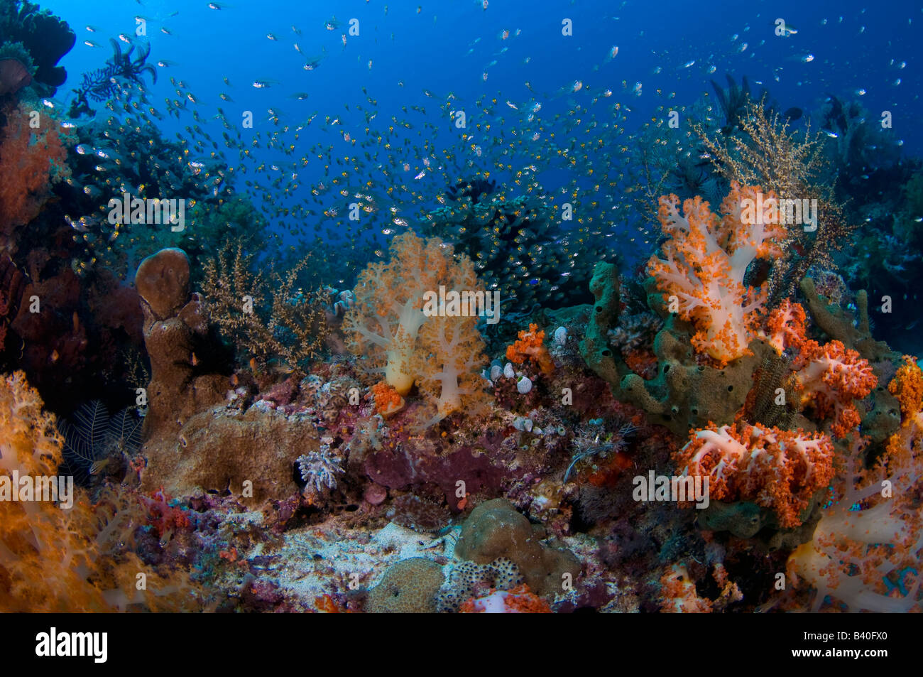 Arrecifes de coral en el Parque Nacional de Komodo en Komodo en Indonesia Foto de stock