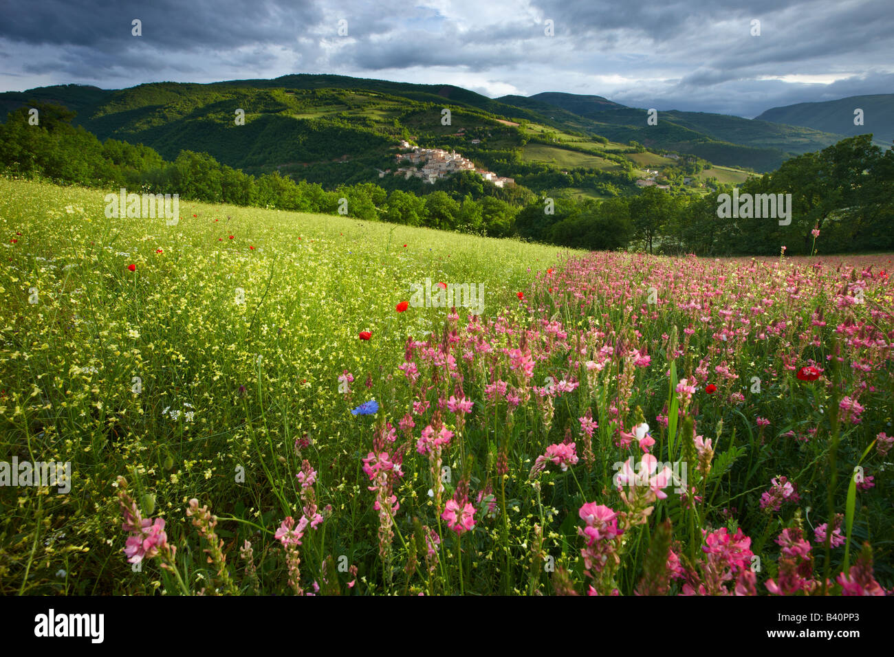 Las flores de la primavera crecen en un campo de la Valnerina con preci más allá,Monti Sibillini National Park, Umbría. Foto de stock