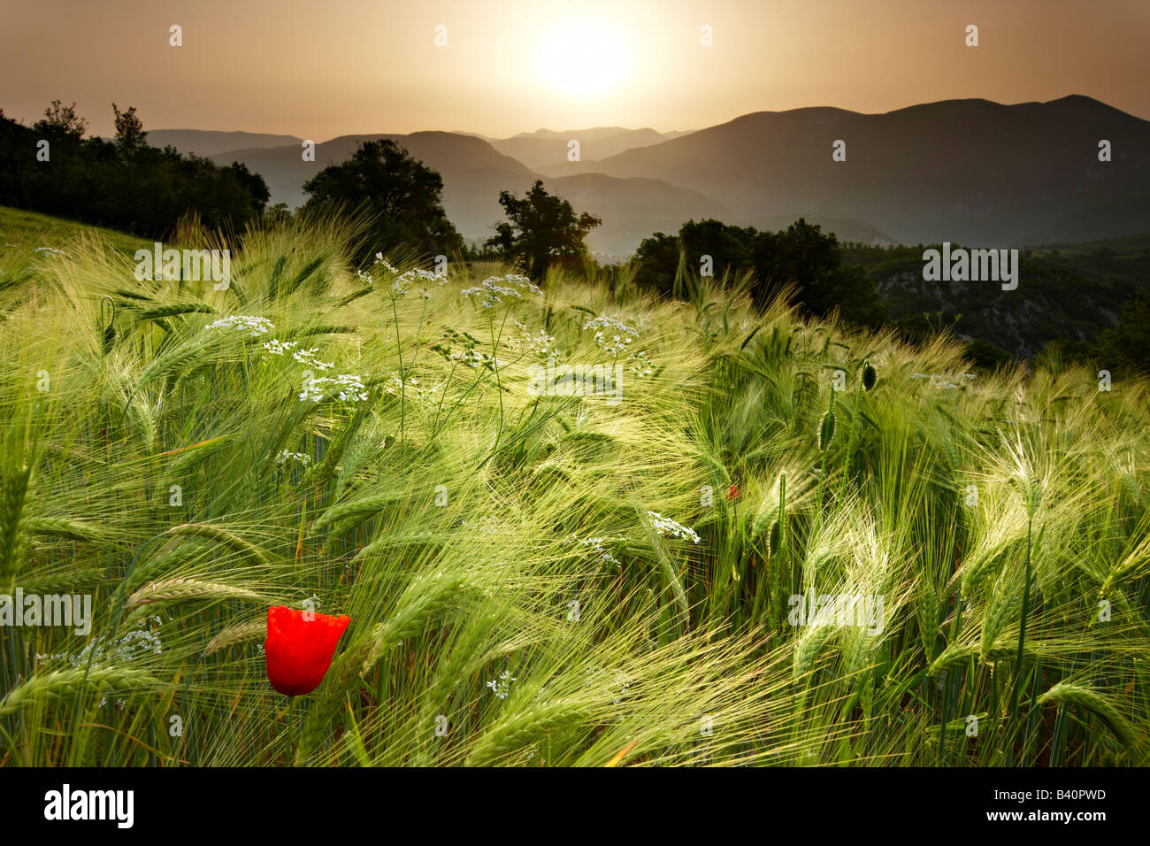 Amanecer en un campo de cebada con vistas a la Valnerina cerca Meggiano, Umbría. Foto de stock