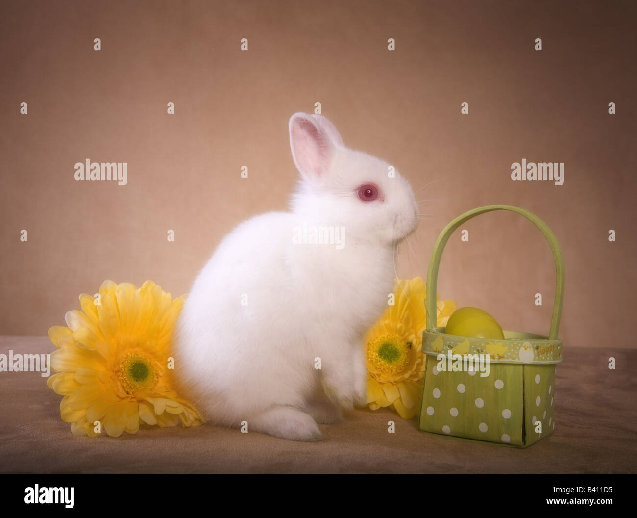 Netherland blanco lindo conejo enano sobre fondo dorado con amarillo gerber daisy flores y cesta de Pascua Foto de stock