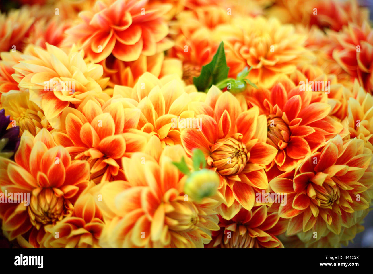 Ramos de flores coloridas enfoque selectivo Foto de stock