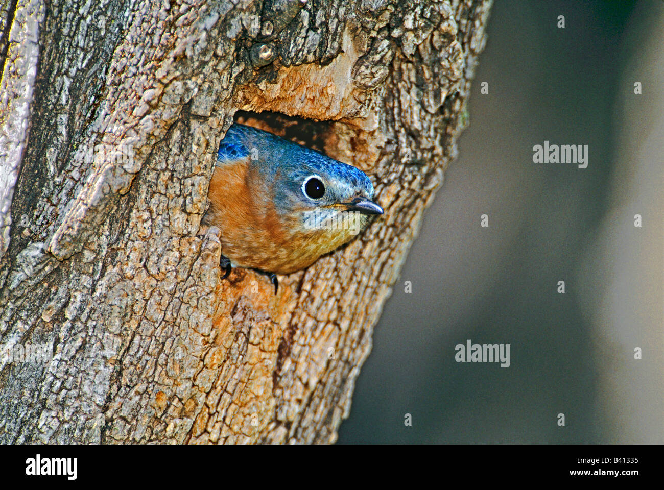 Ee.Uu., Texas, Hembra bluebird oriental que emergen de la