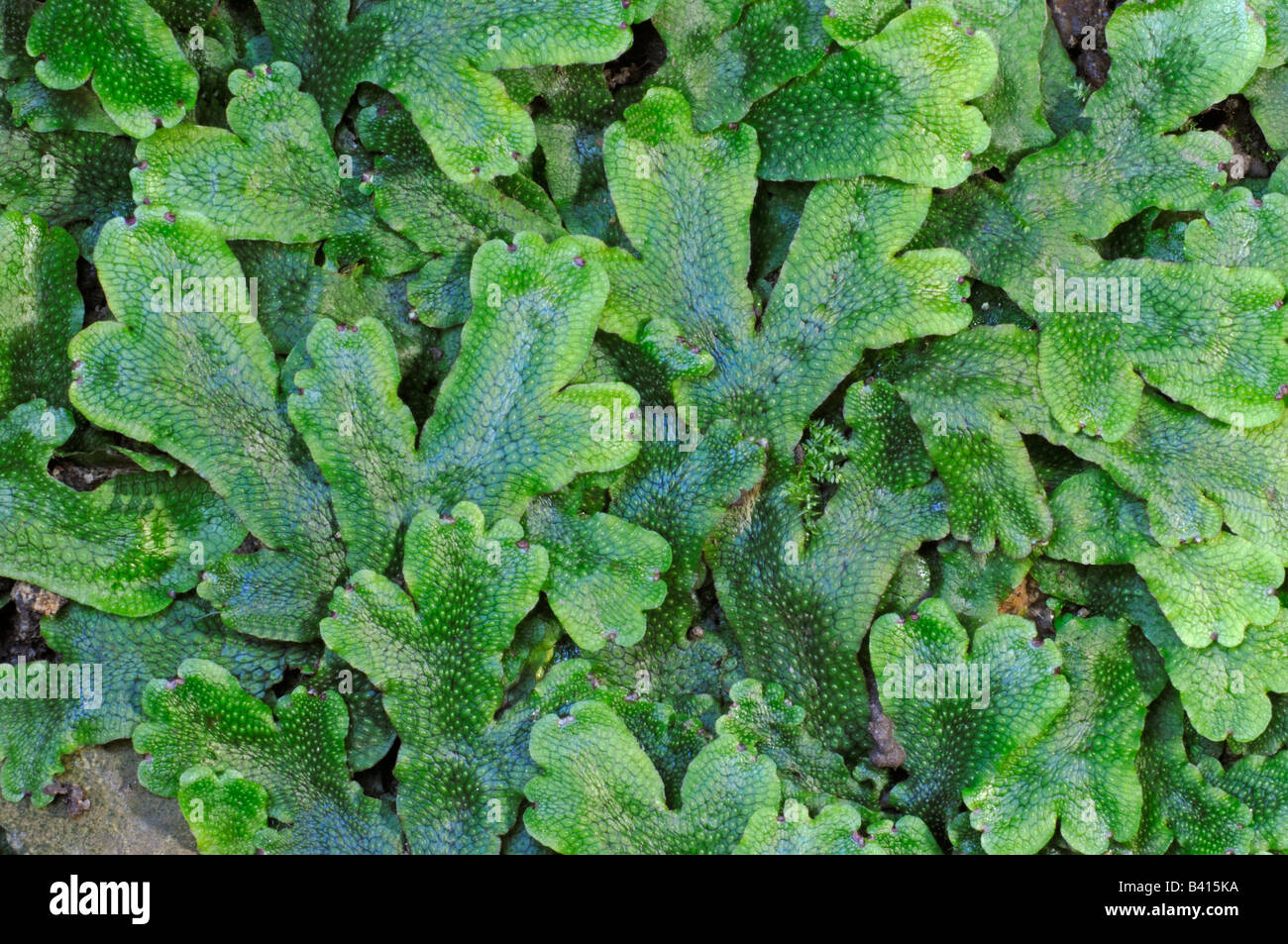 Agrimonia (Marchantia polymorpha) con cuerpos de fructificación Foto de stock