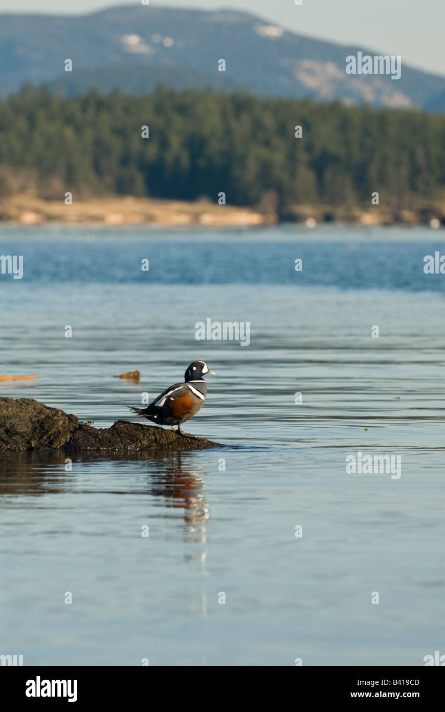 Ee.Uu., WA, la Isla San Juan. El pato arlequín (Histrionicus histrionicus) a punto de pera la luz de la mañana. Especies amenazadas Foto de stock