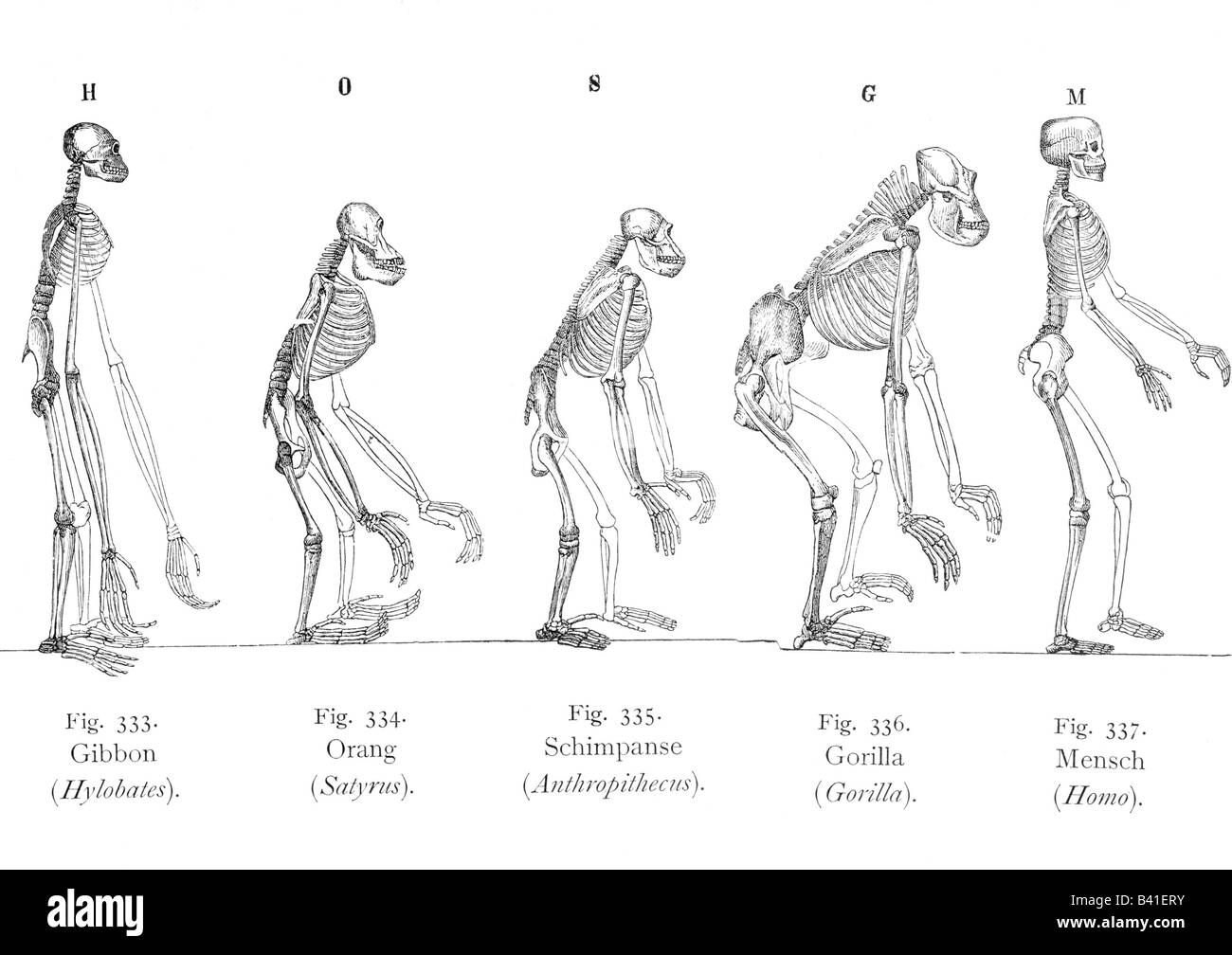 Ciencia, Antropología, esqueletos de antropoides y humanos, grabado después de Huxley, en 'Antropogenie' por Ernst Haeckel, 5 ª edición, Leipzig 1903, Foto de stock