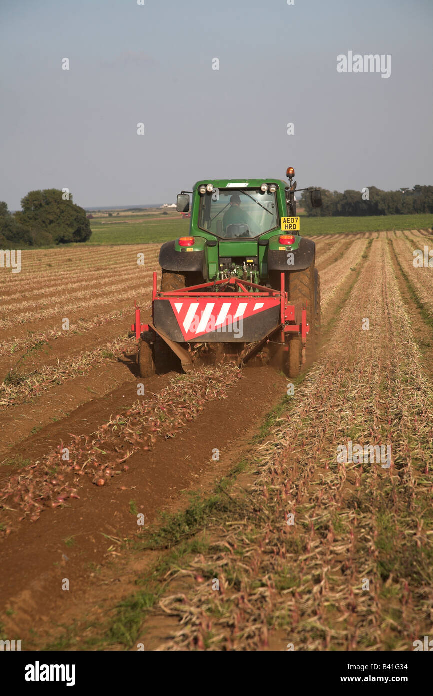 Tractor elevando la cebolla en campo grande Alderton, Suffolk, Inglaterra Foto de stock