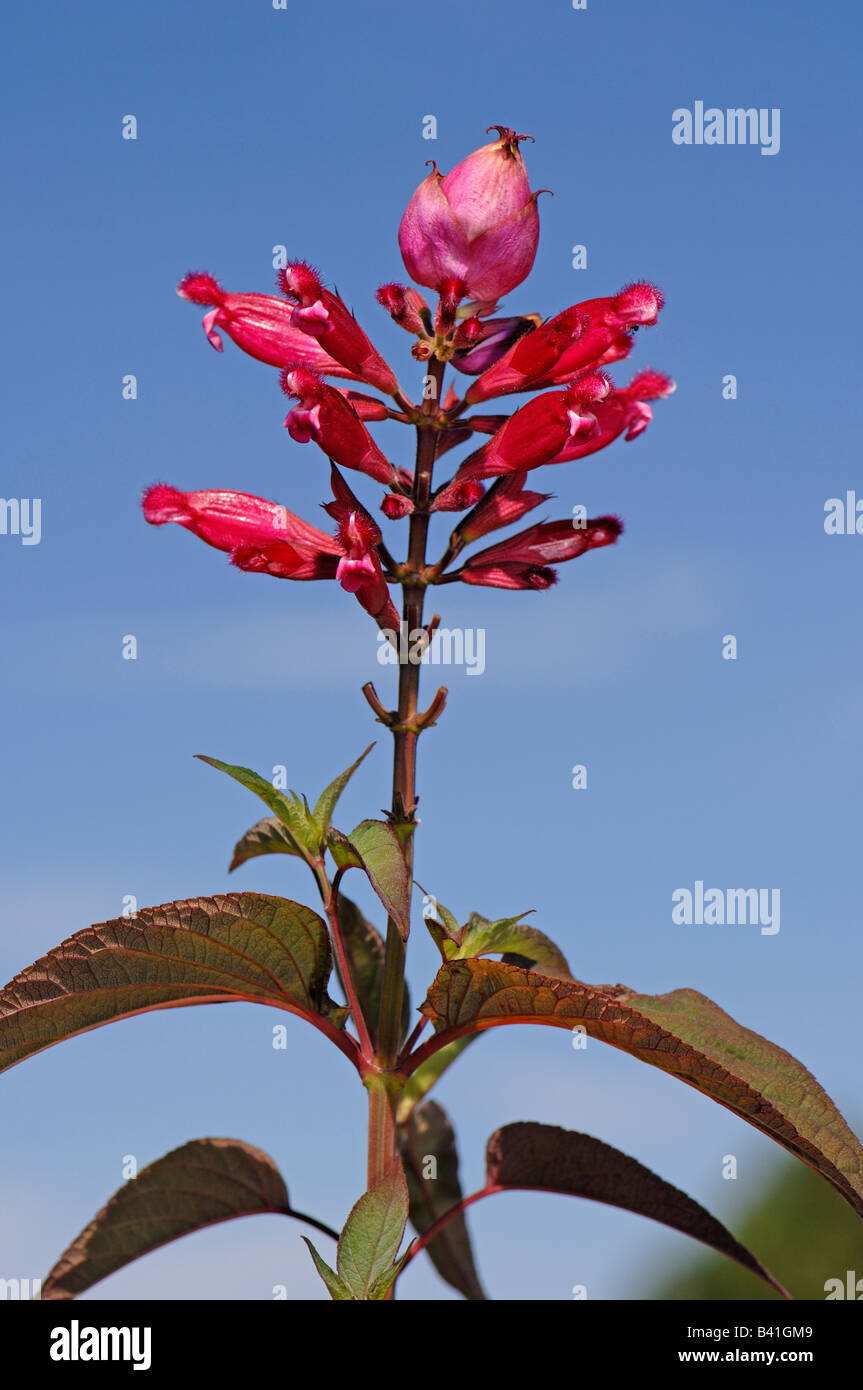 Melocotón, fruta de Salvia Sage (Salvia dorisiana perfumada floración) Foto de stock