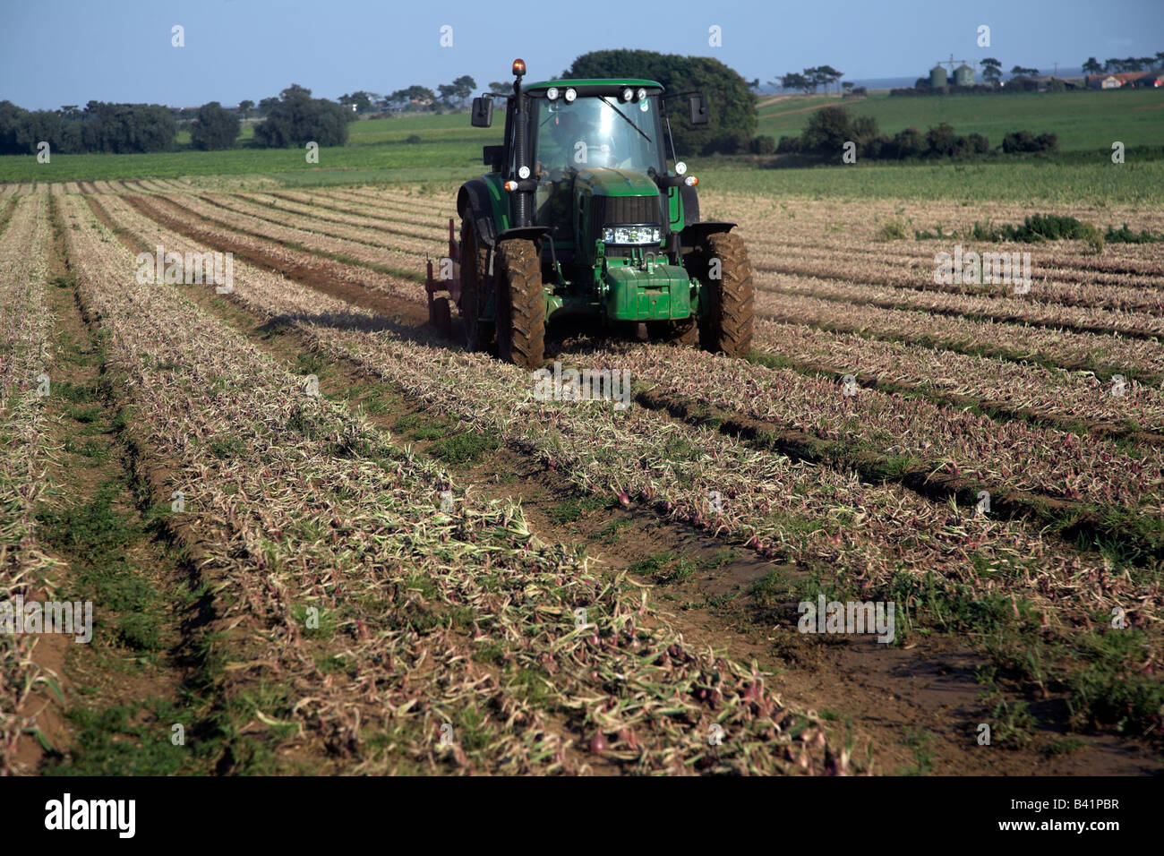 Las cebollas de elevación del tractor en campo grande Alderton, Suffolk, Inglaterra Foto de stock