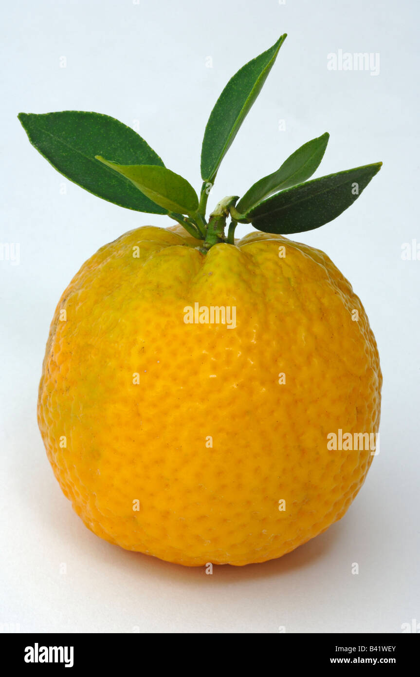 Chinotto, mirto dejados naranjo (Citrus myrtifolia) fruta studio picture Foto de stock