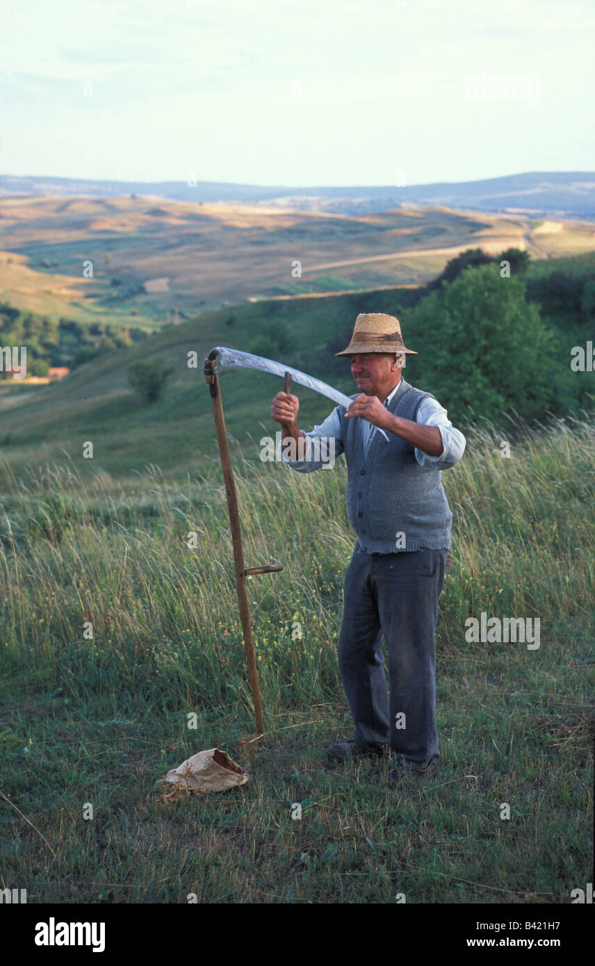 Un viejo hombre afila su guadaña en los campos anteriores Szekelyderz o aldea Dariju Transilvania Rumania Foto de stock