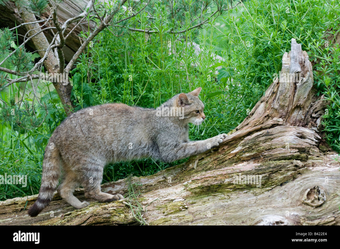 Gato salvaje: Felis catus. Cautivos. Afilar las garras Foto de stock