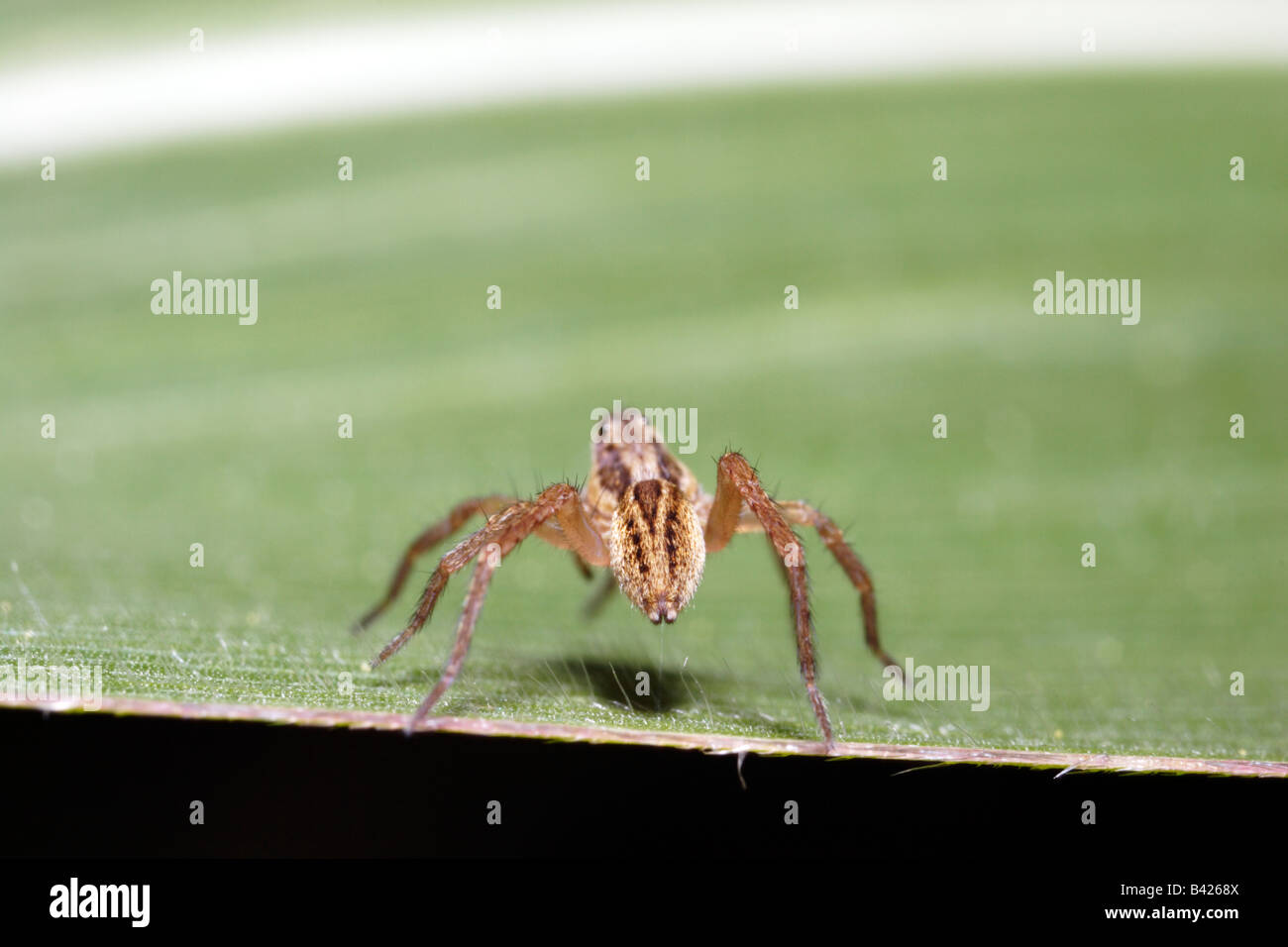 Web de vivero juvenil araña (pisaura mirabilis) Las hileras son visibles Foto de stock