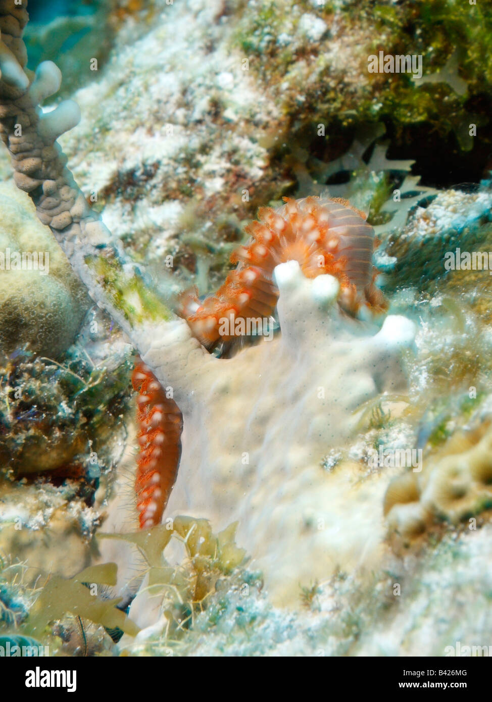 Barbado Fireworm arrastrándose sobre la superficie de un coral cubierto con el crecimiento de las algas Foto de stock