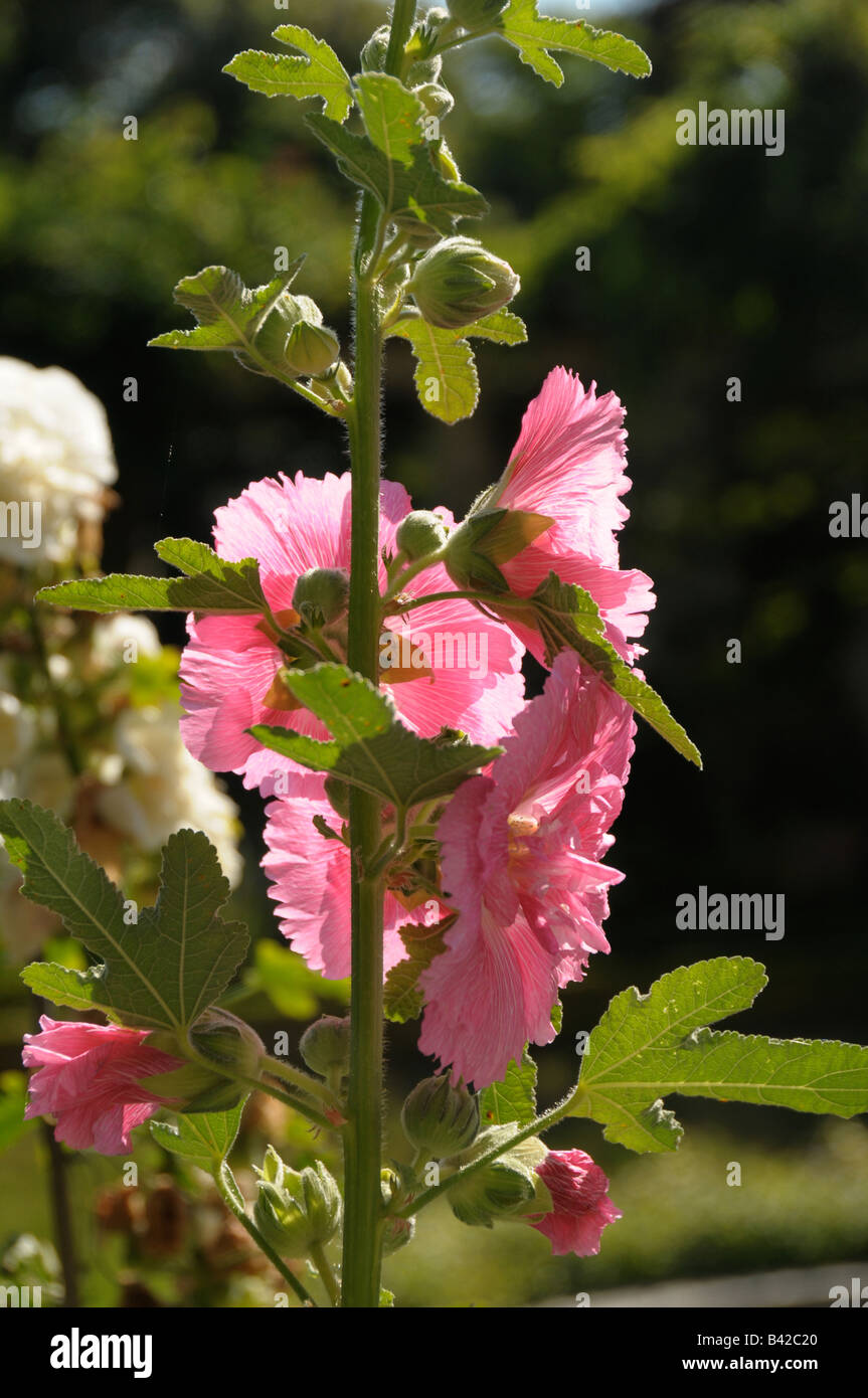 Hollyhock rosa flores. Foto de stock