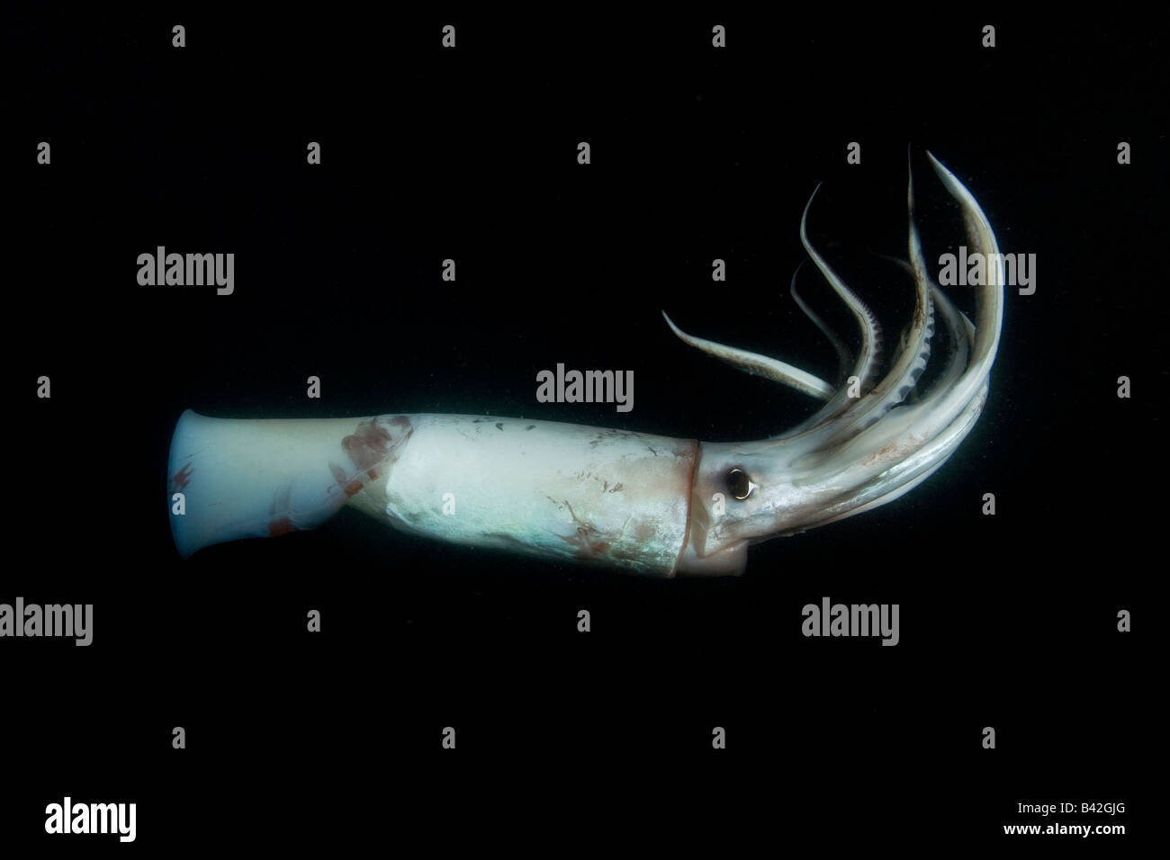 Calamar Gigante calamar de Humboldt en la noche Dosidicus gigas Loreto Mar  de Cortez del Pacífico Oriental de Baja California México Fotografía de  stock - Alamy