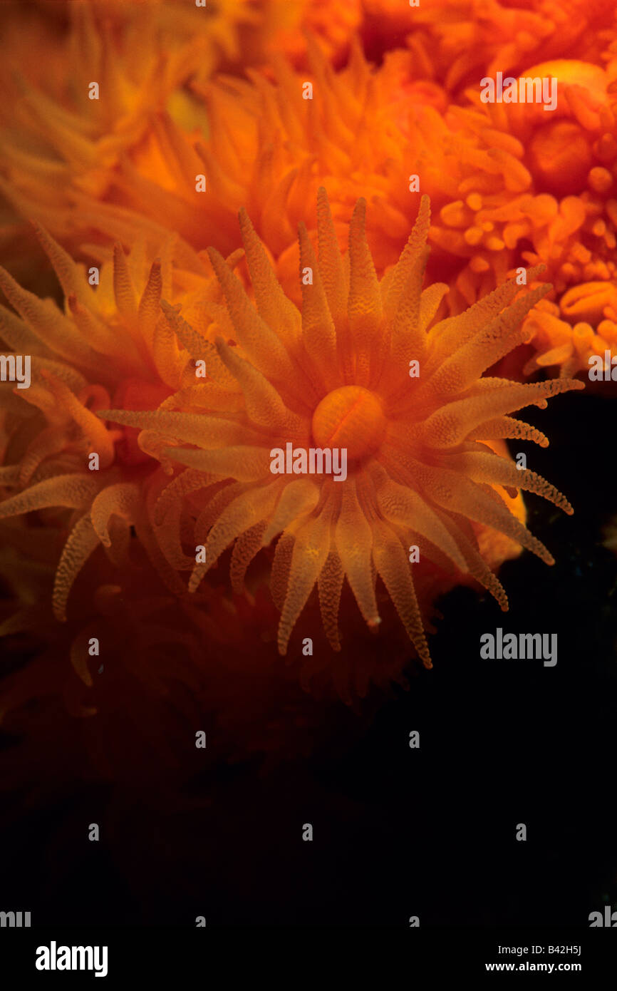 Agua caliente Coral Astroides calycularis Marettimo Aegadian Islands Sicilia mar mediterráneo Italia Foto de stock