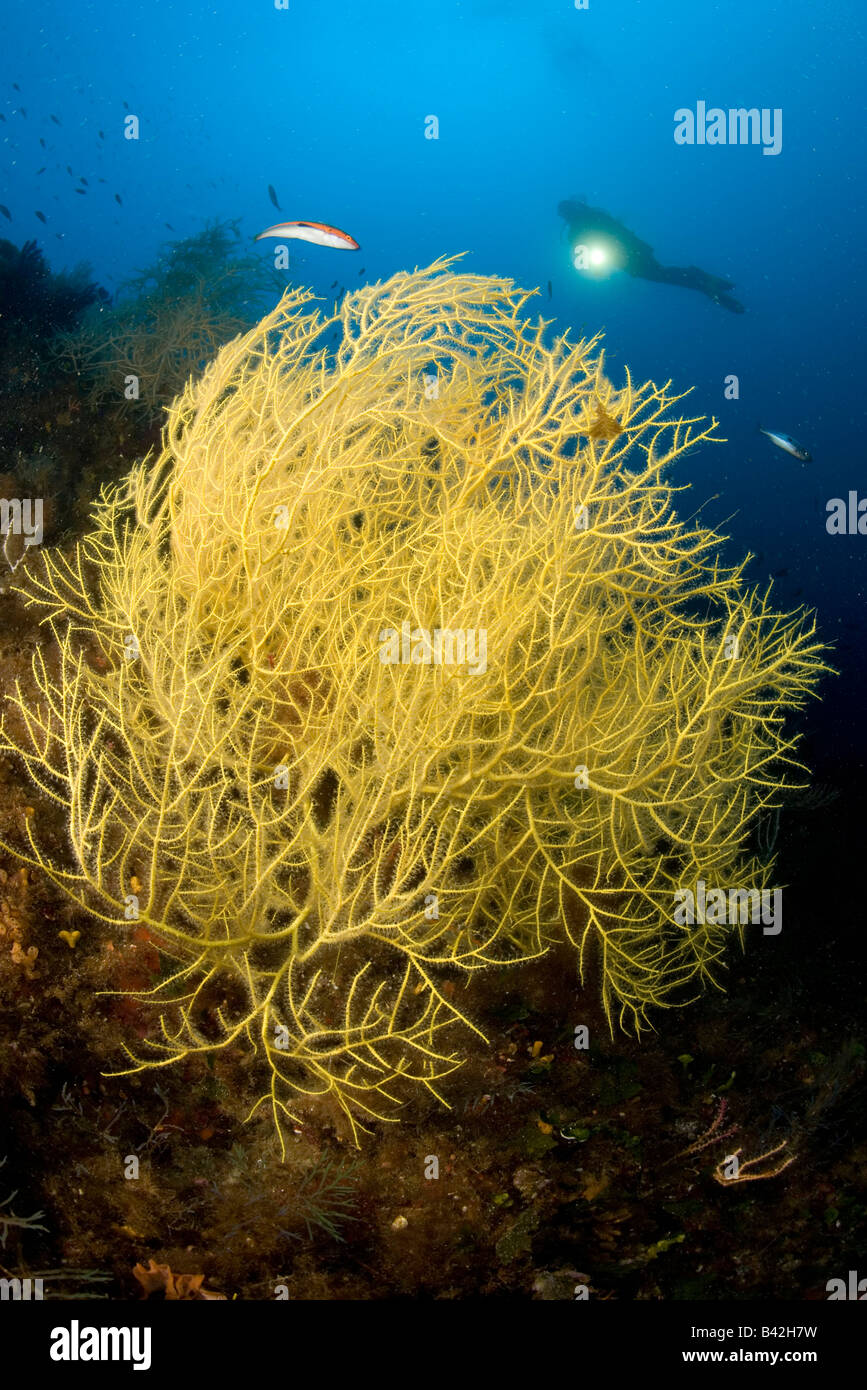 Scuba Diver con amarillo Gorgonia Leptogorgia sarmentosa Marettimo Aegadian Islands Sicilia mar mediterráneo Italia Foto de stock