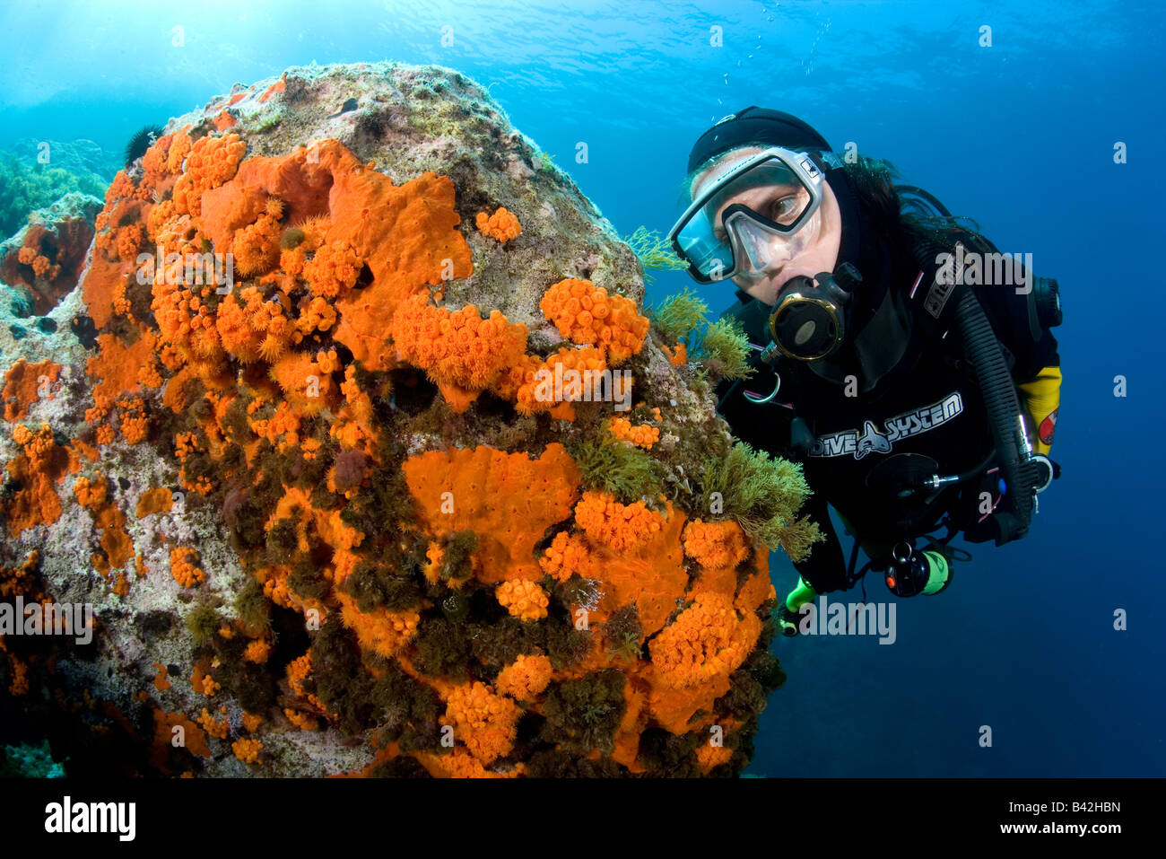 Diver y agua caliente y rojo coral esponja encrustating Astroides Marettimo Aegadian Islands Sicilia mar mediterráneo Italia Foto de stock