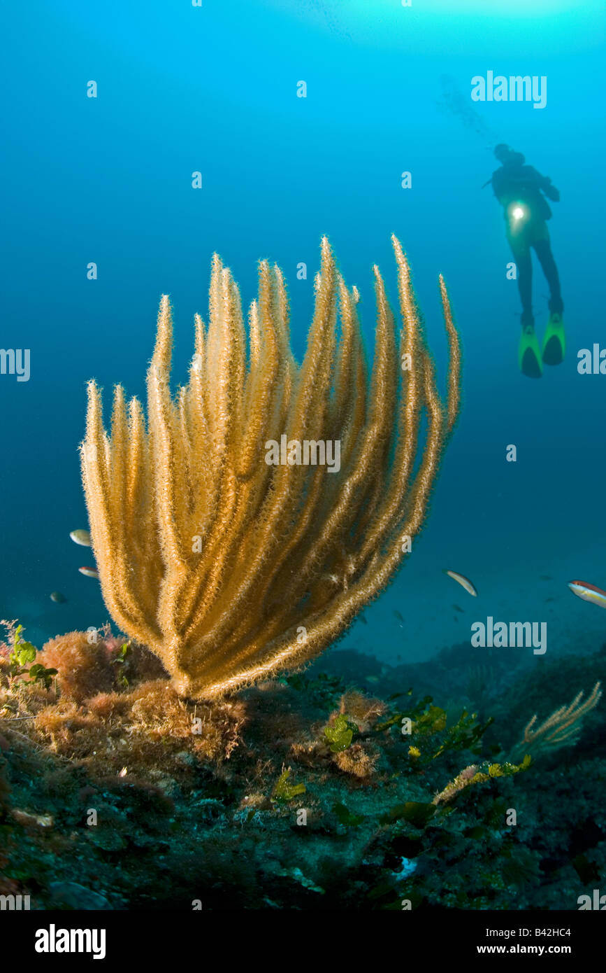 Scuba Diver con Amarillo Gorgonia Eunicella cavolini Marettimo Aegadian Islands Sicilia mar mediterráneo Italia Foto de stock