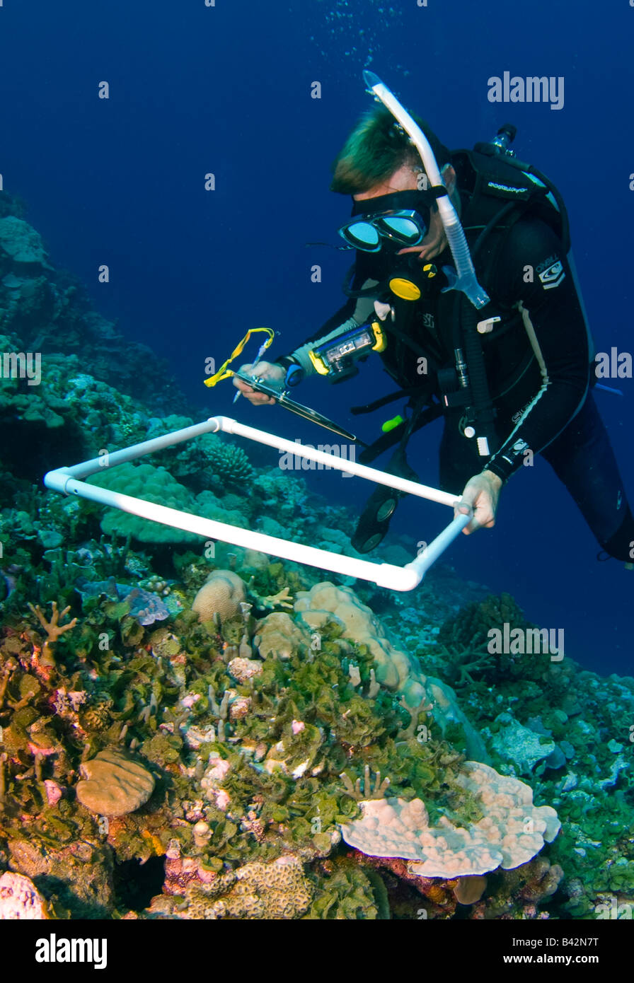 El biólogo marino inspeccionar corales y riqueza de especies Ngulu atolón del Pacífico Islas