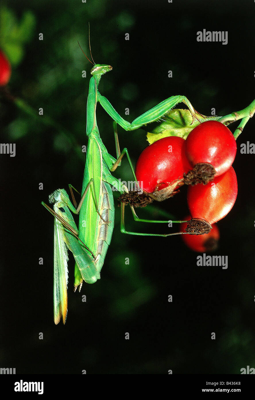 Zoología / animales, insectos, Mantidae mantis europea (mantis religiosa), emparejamiento, distribución: Sur de Europa, Neoptera, manto Foto de stock