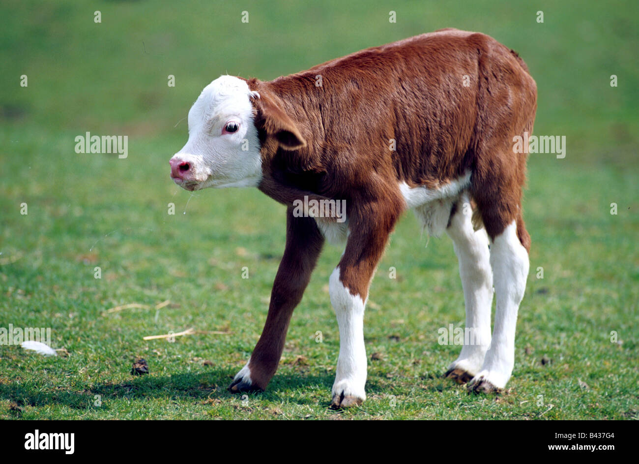 Zoología / animales, mamíferos mamíferos /, bovinos (Bos), el ganado doméstico (Bos primigenius taurus) Hinterwald farma, ganado, uno da Foto de stock