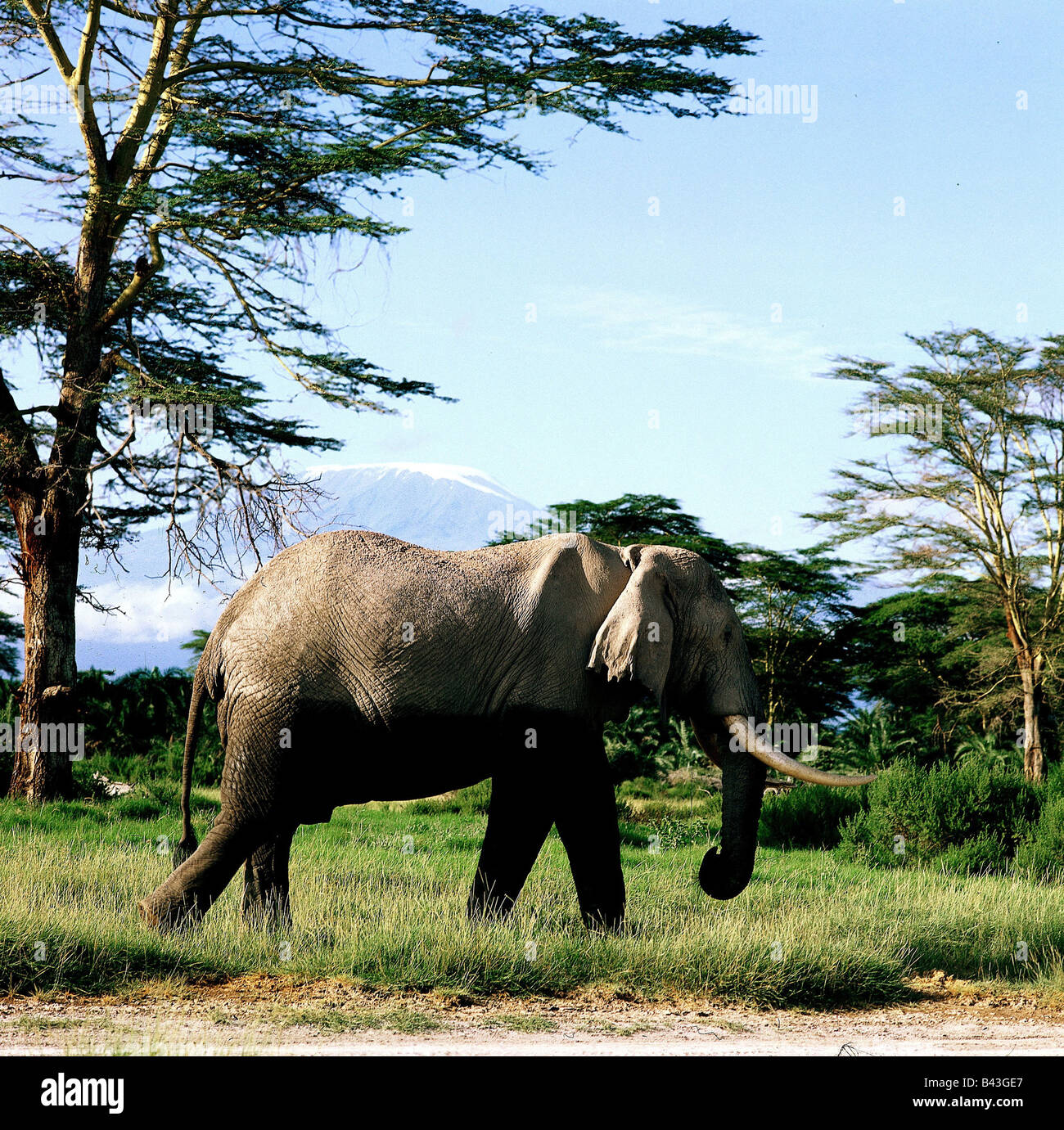 Zoología / animales, mamíferos / mamíferos Los Elephantidae, Bush Elefante africano (Loxodonta africana), en el Monte Kilimanjaro, distribución: África, Additional-Rights-Clearance-Info-Not-Available Foto de stock