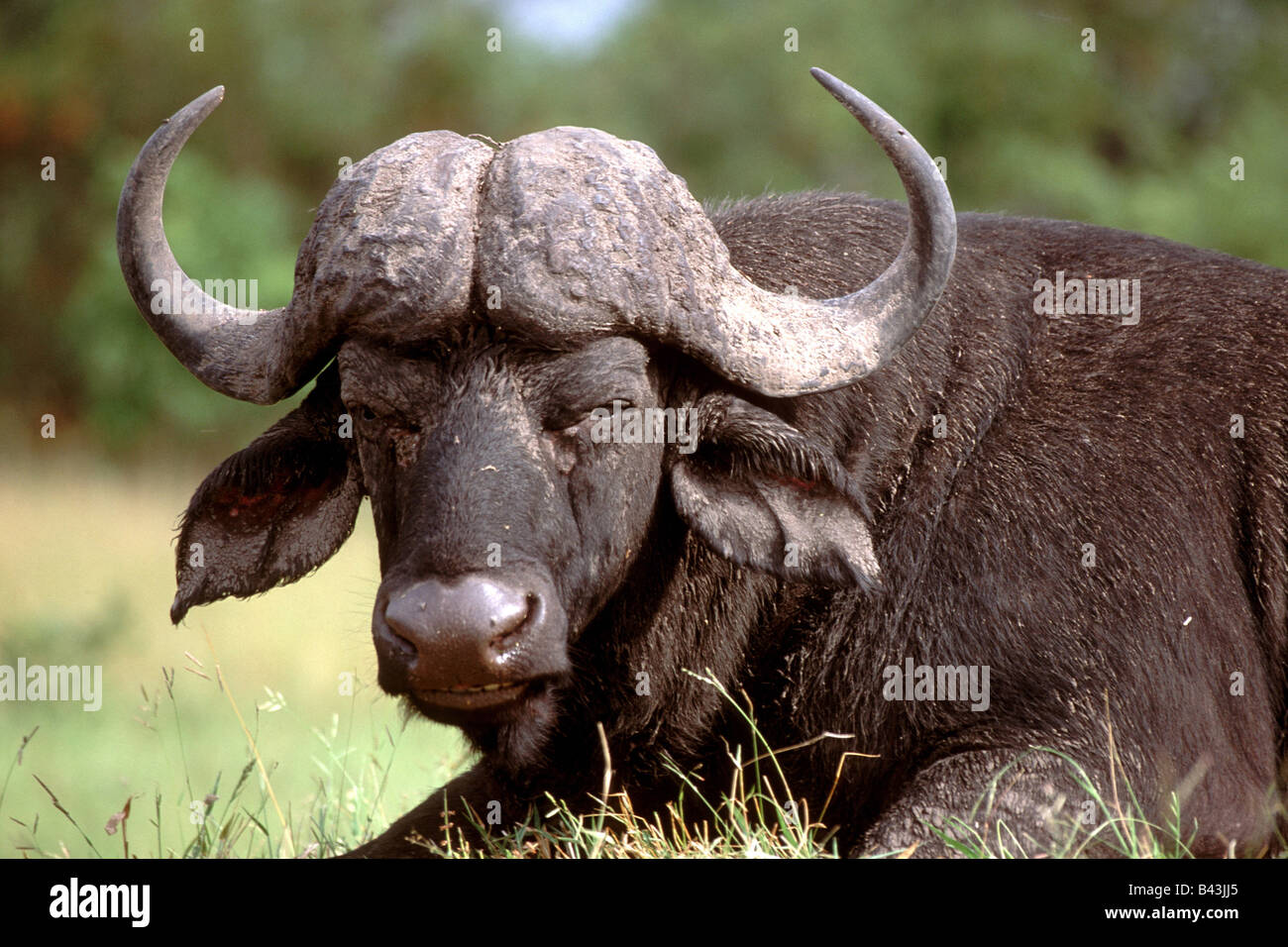 El búfalo africano Syncerus caffer retrato Foto de stock