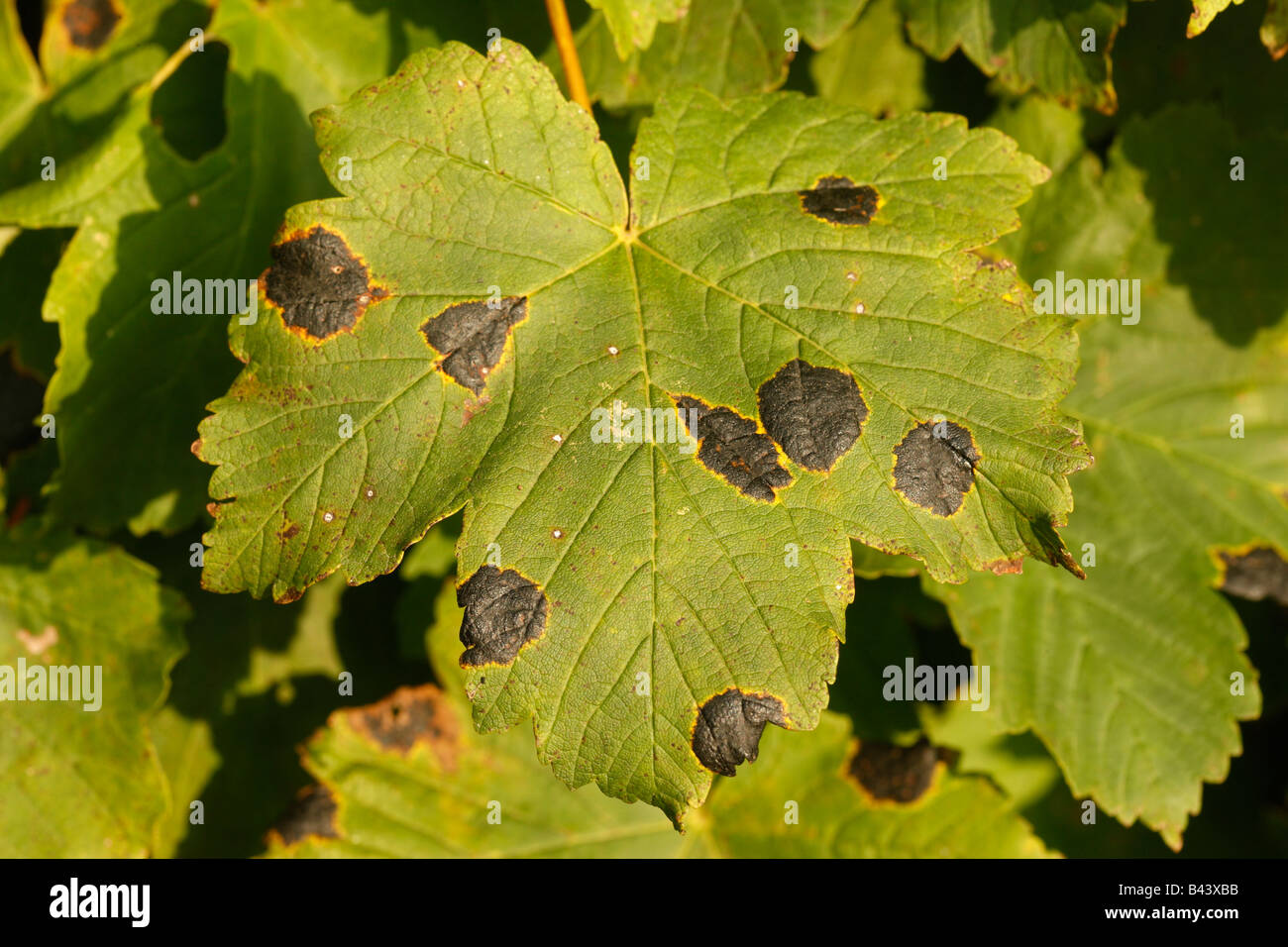 Manchas de alquitrán Rhytisma acerinum hongos en Sycamore leaf Midlands UK Foto de stock