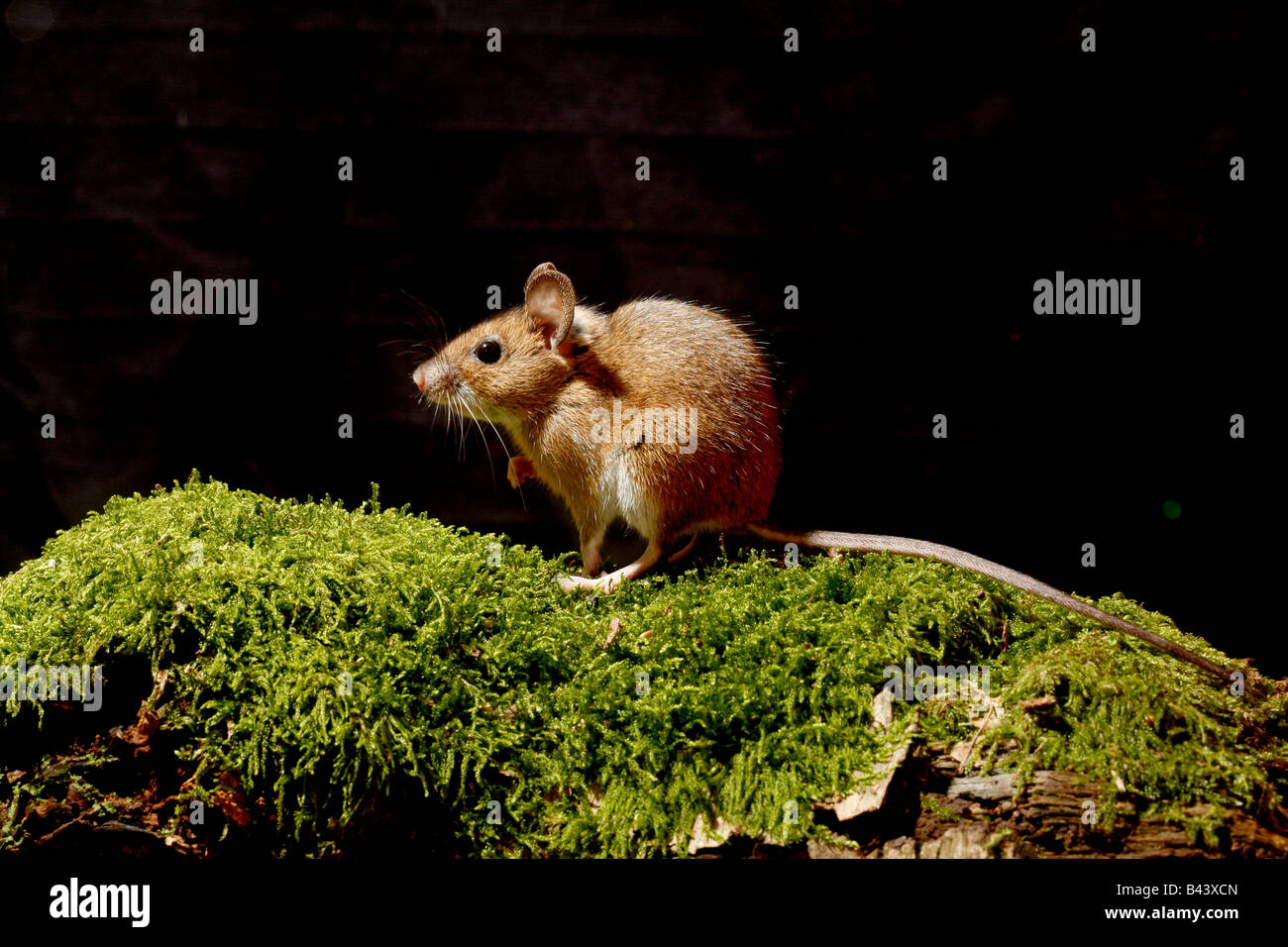 Ratón de madera Apodemus sylvaticus Midlands Foto de stock
