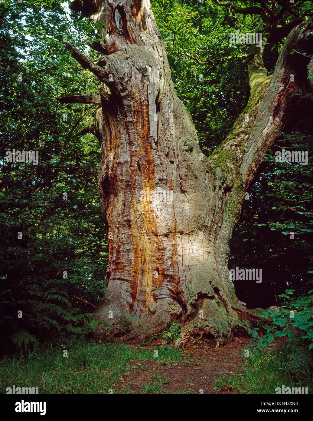 Viejo roble en el llamado "Bosque primario" de Sababurg en la alte Eiche Reinhardswald im Urwald Sababurg Foto de stock