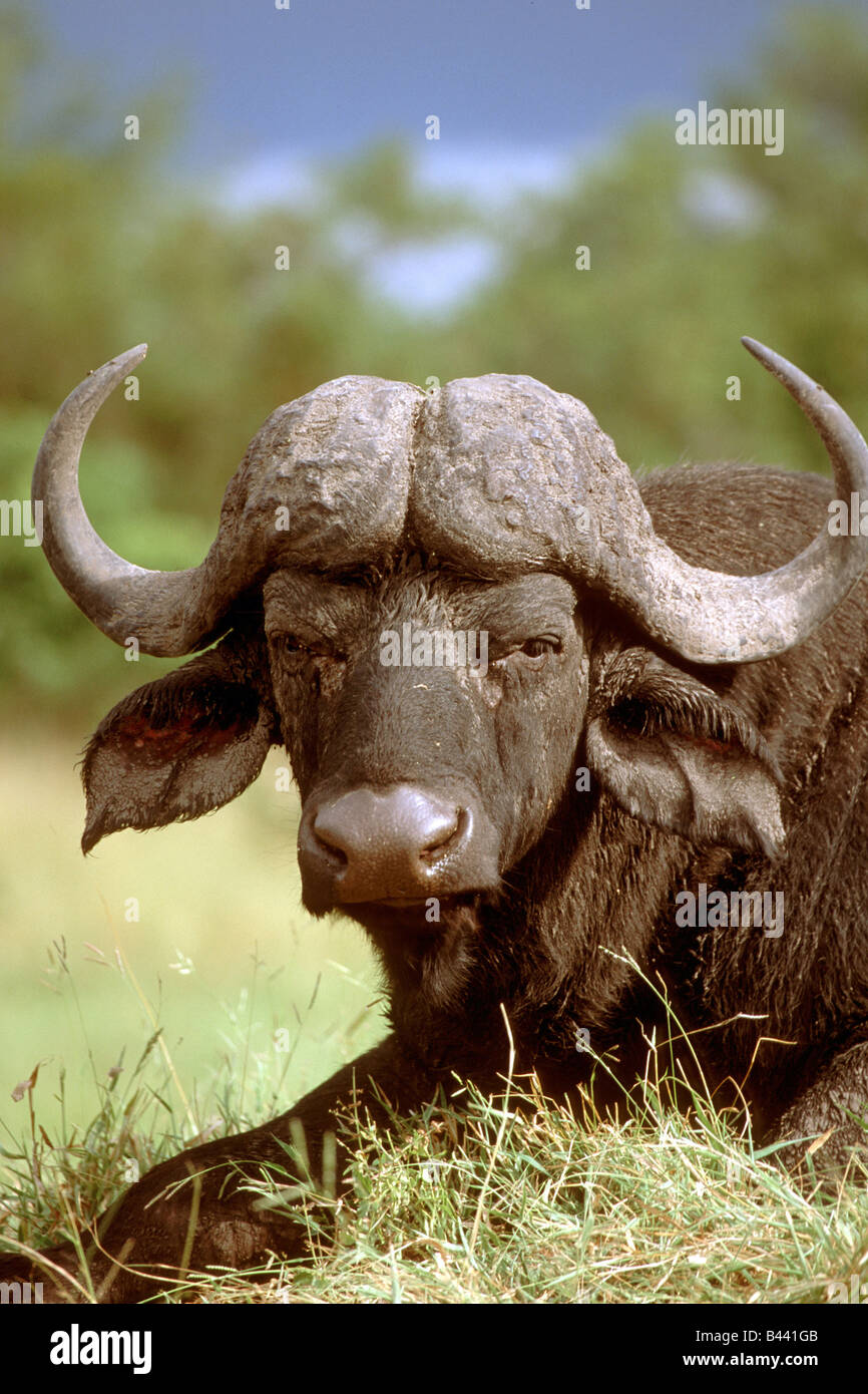 El búfalo africano (Syncerus caffer) retrato Foto de stock