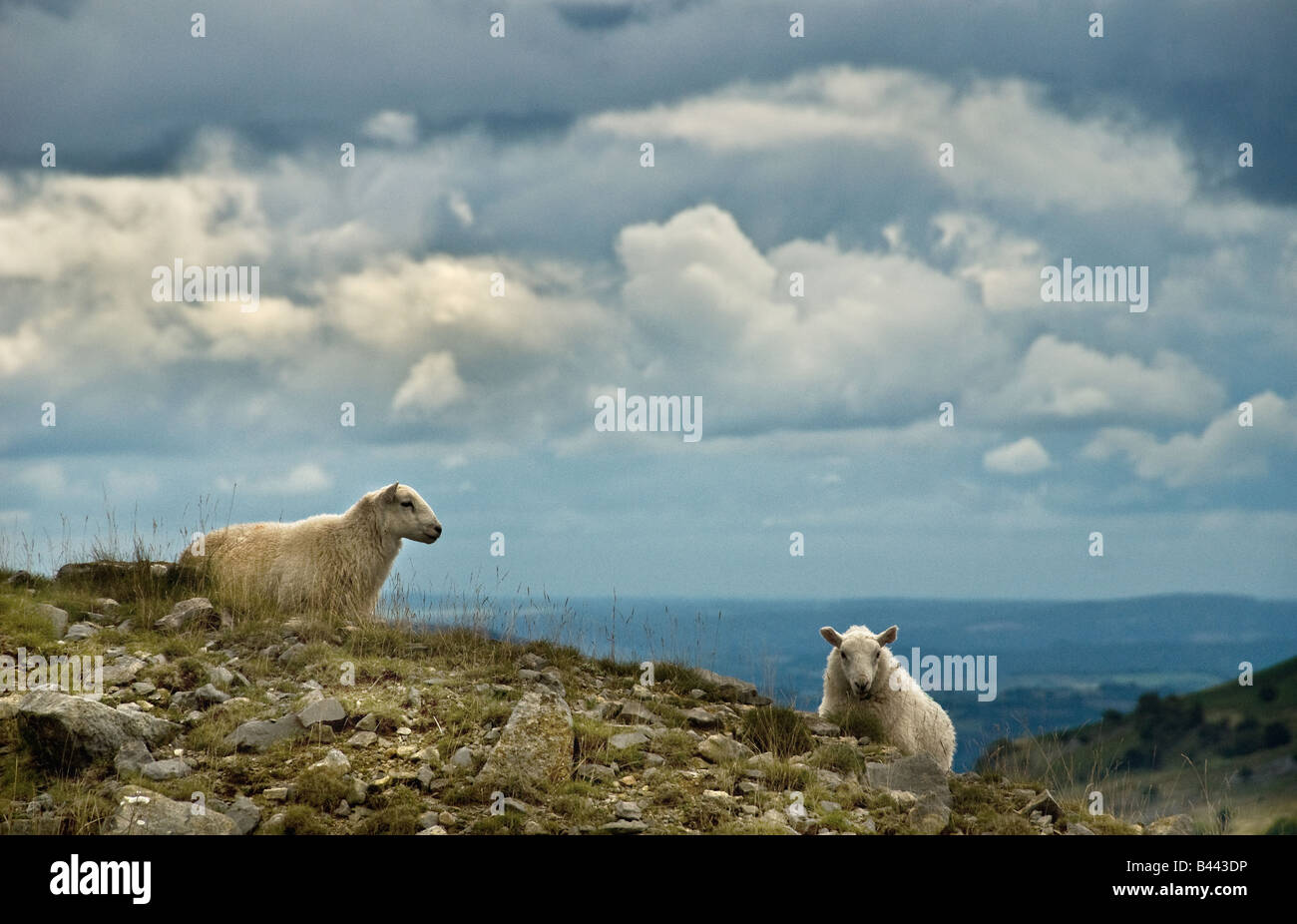 Ovejas galesas de montaña pastando en los páramos de Llangynidr en Powys en Gales. Foto de stock