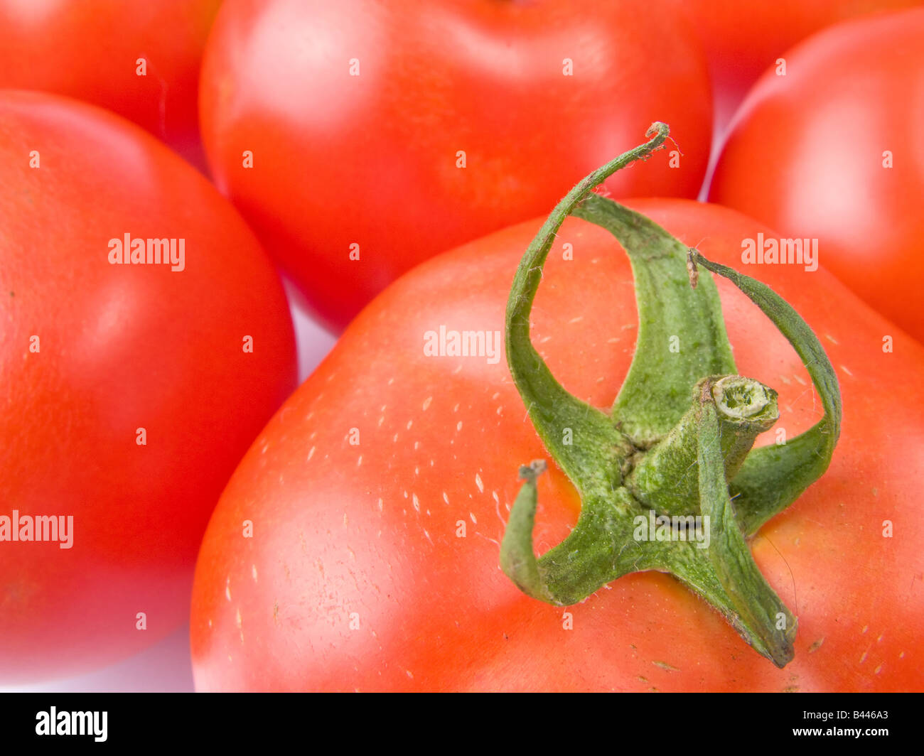 Cierre de un tallo de tomate y varios tomates Foto de stock