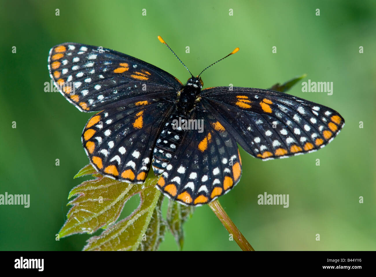 Baltimore Checkerspot Butterfly (Euphydryas phaeton), EE.UU., por Skip Moody/Dembinsky Photo Assoc Foto de stock