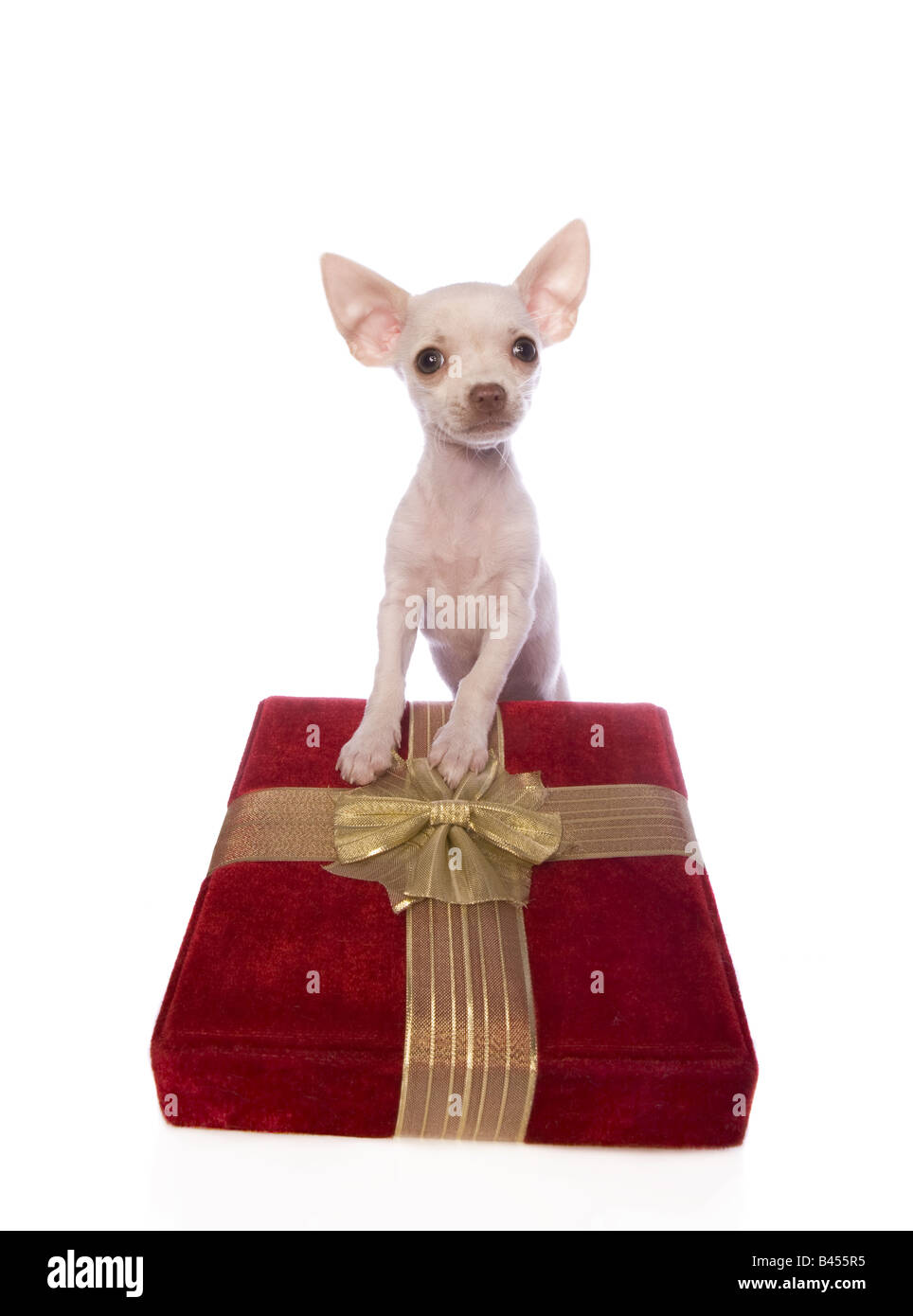 Lindo regalo de perro de perrito chihuahua de navidad fotografías e  imágenes de alta resolución - Alamy