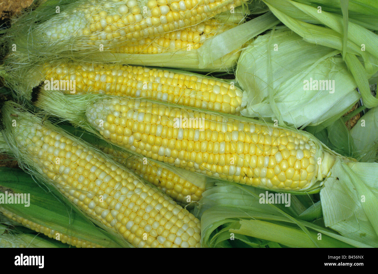 Cerca de mazorcas de maíz dulce en EE.UU. Foto de stock