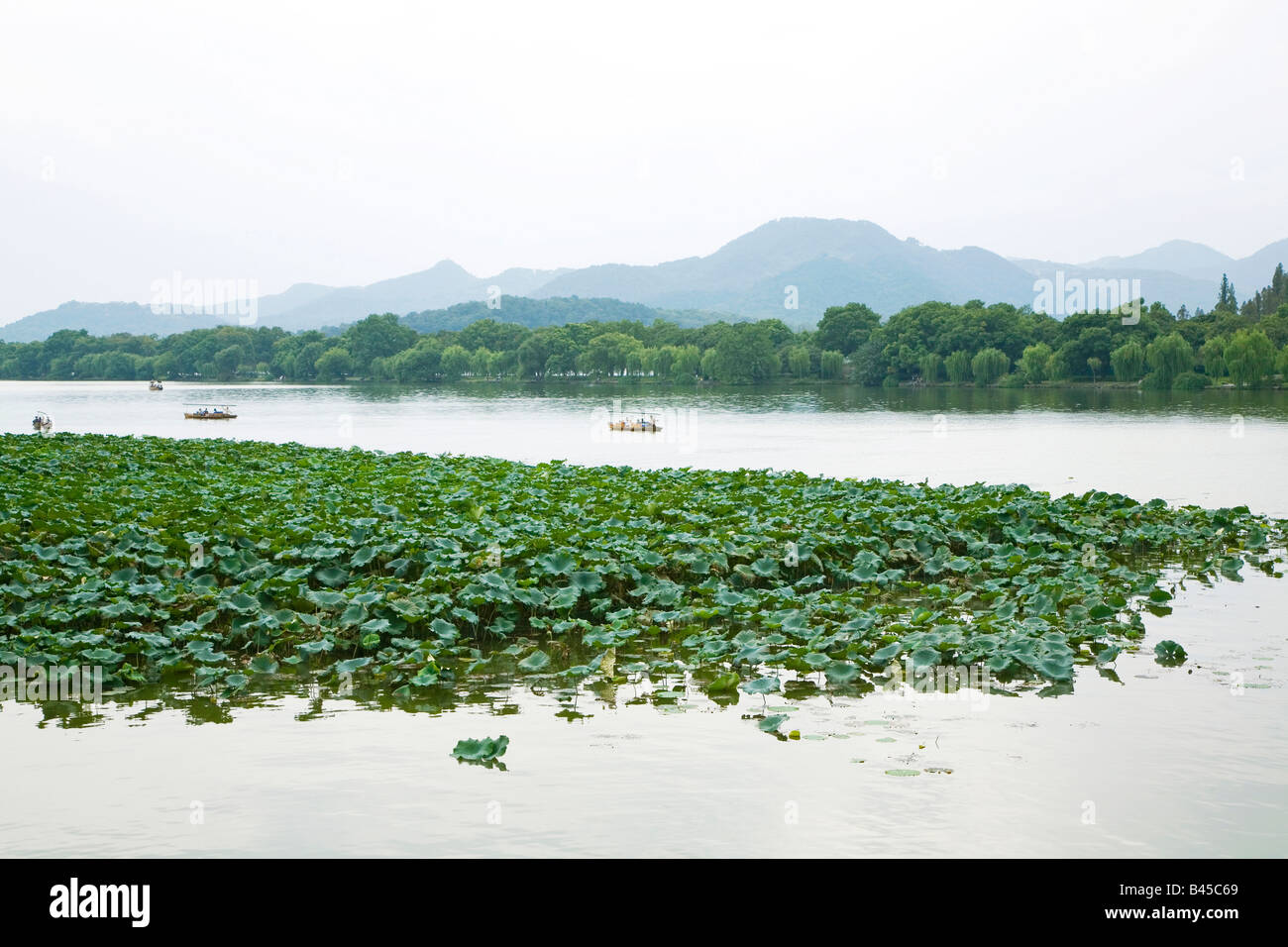 China, Hangzhou, el Lago del Oeste, lirios de agua Foto de stock