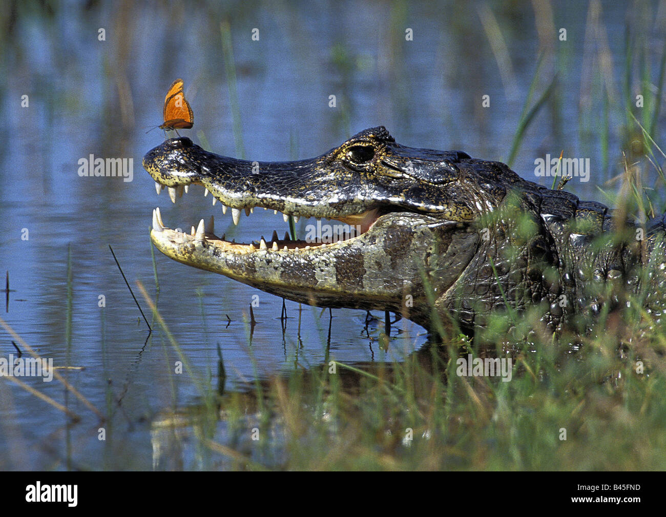 Zoología / animales, reptiles, cocodrilos, caimanes (Caiman crocodilus yacare), con flambeau, Pantanal, Brasil, distribución: Sudamérica, Additional-Rights-Clearance-Info-Not-Available Foto de stock