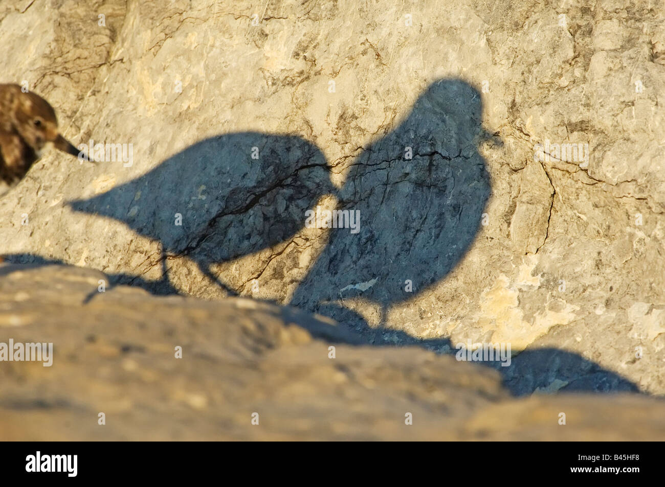 Sombras de aves playeras en jetty superficie rocosa Foto de stock