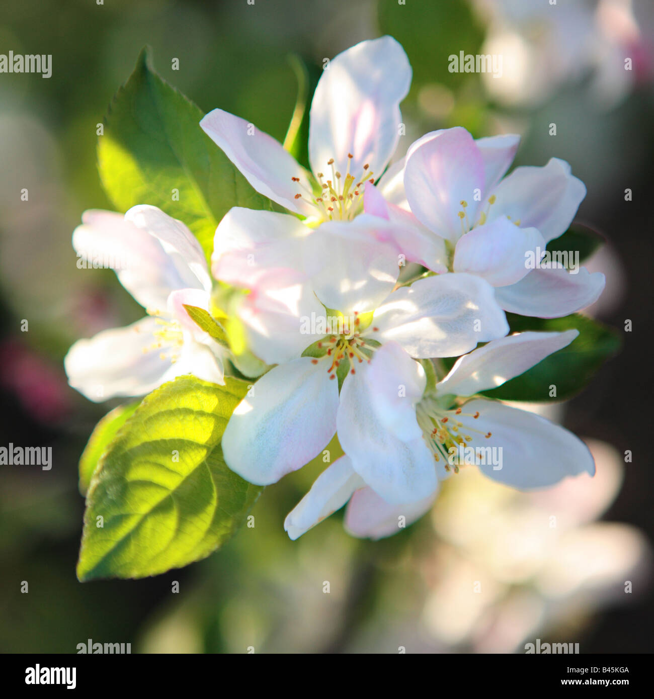 Flor de Manzana Malus libertad en primavera en el norte de Illinois,   Fotografía de stock - Alamy