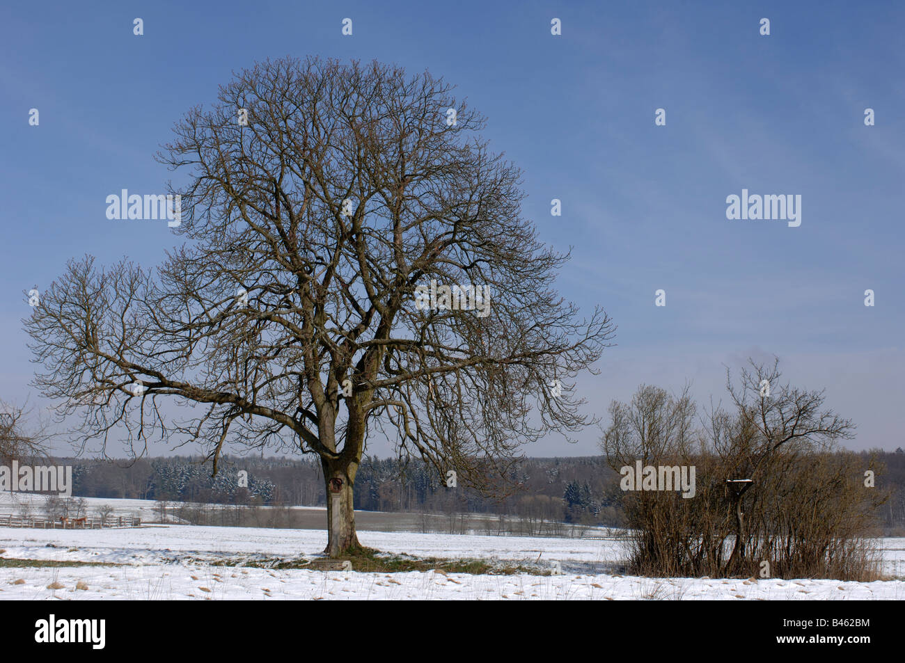 Castaño de Indias (Aesculus hippocastanum) árbol en un paisaje de invierno Foto de stock